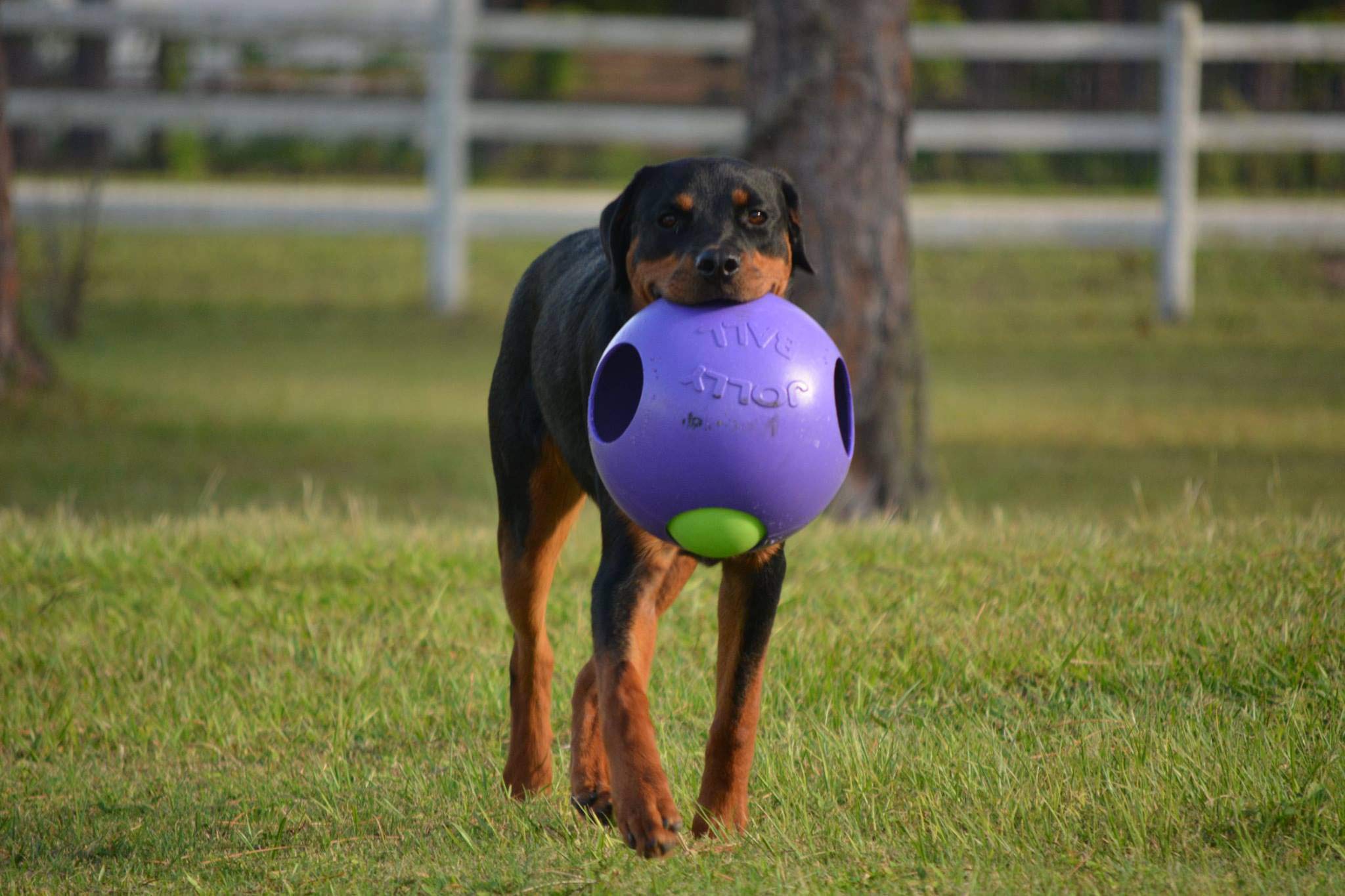 Jolly Pets Teaser Ball Dog Toy, Extra Large/10 Inches, Purple, X - Large/10 Inches (1510 Pr)