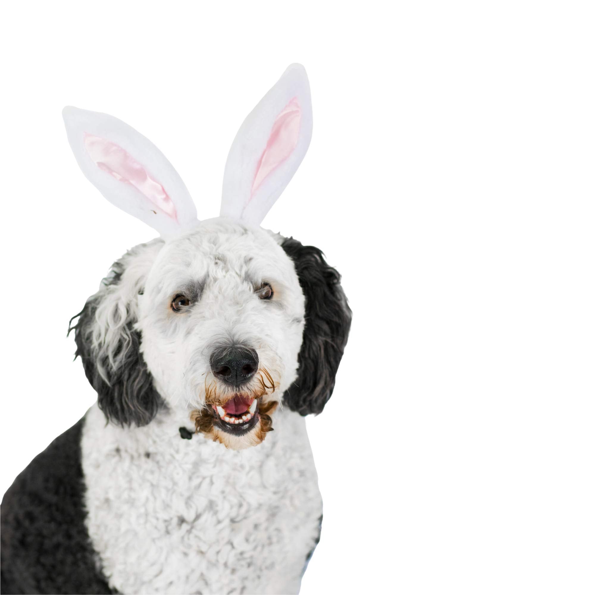 Midlee White Bunny Ears For Dogs With Tail (Large)