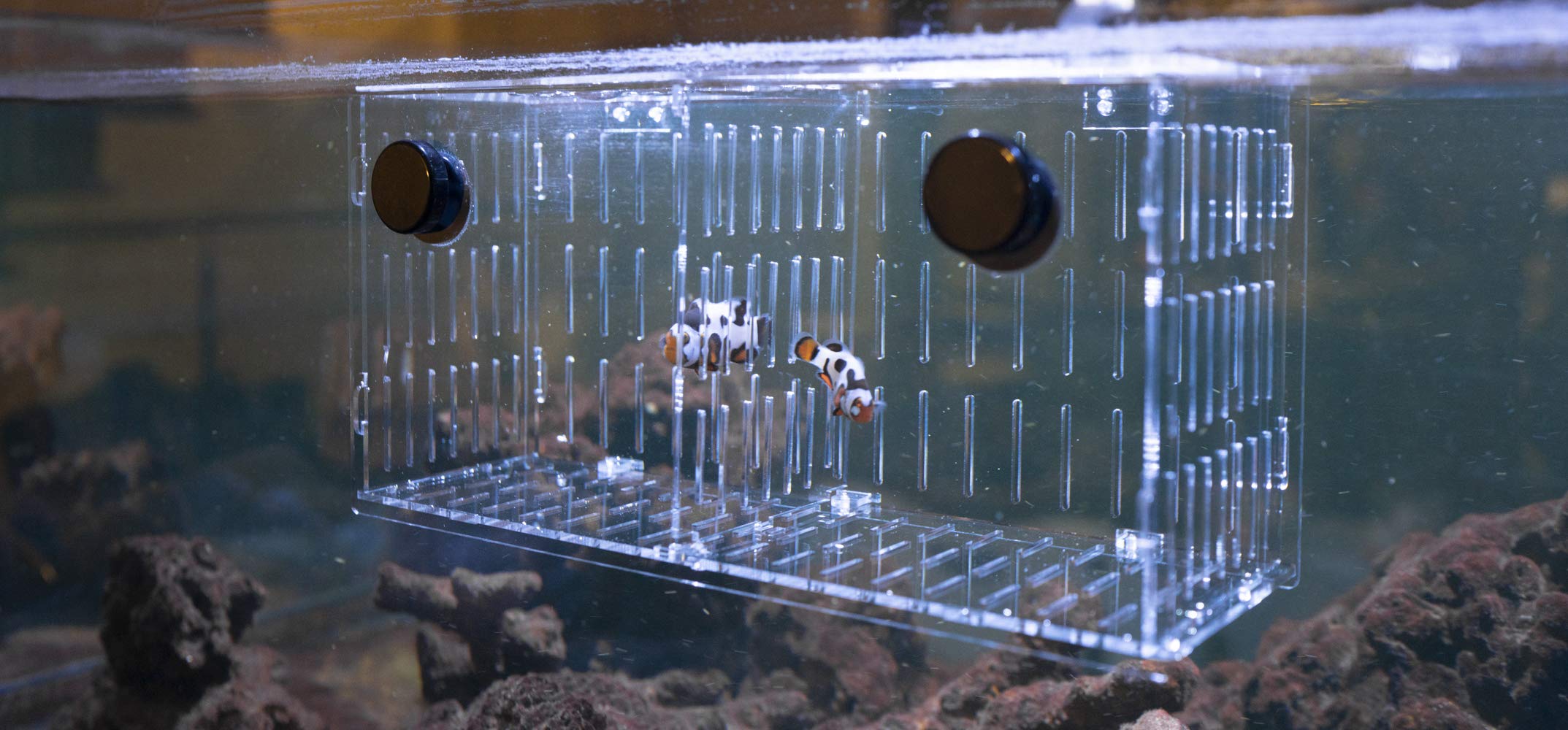 Reefing Art Magnetic Acclimation Box Fish Breeder Nursery Isolation Tank