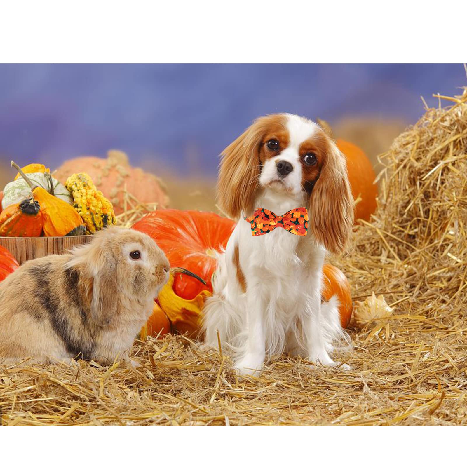 Lionheart Glory Premium Dog Collars, Bowtie Dog Collar, Heavy Duty Adjustable Fall Dog Collar For Large Dogs Halloween Dog Colla, Collar Dog Bow