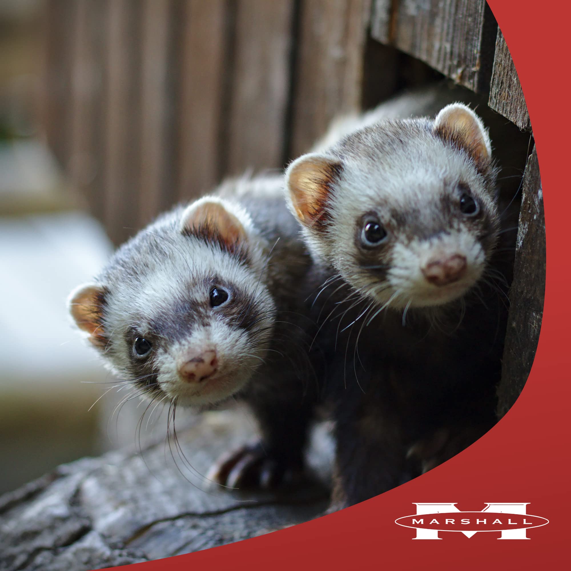 MA 4LB PREM FERRET DIET BAG FD177