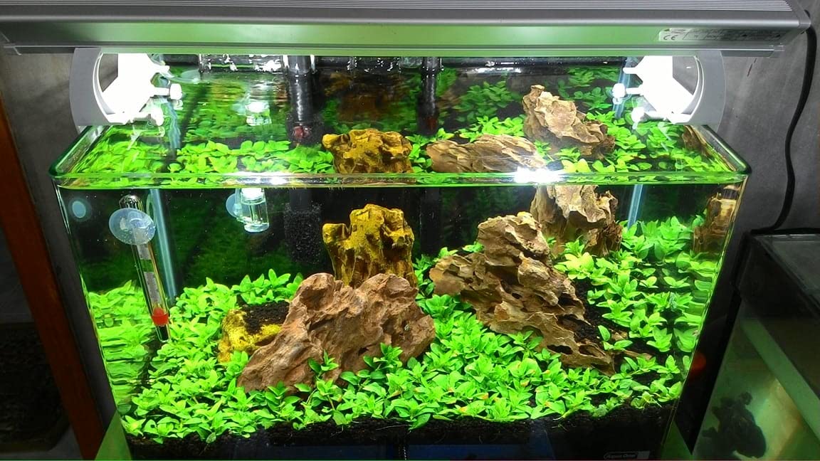 Tissue Culture Live Aquarium Plants | In Vitro Freshwater Aquatic Plants For Small Aquariums And Foreground (Staurogyne Repens)