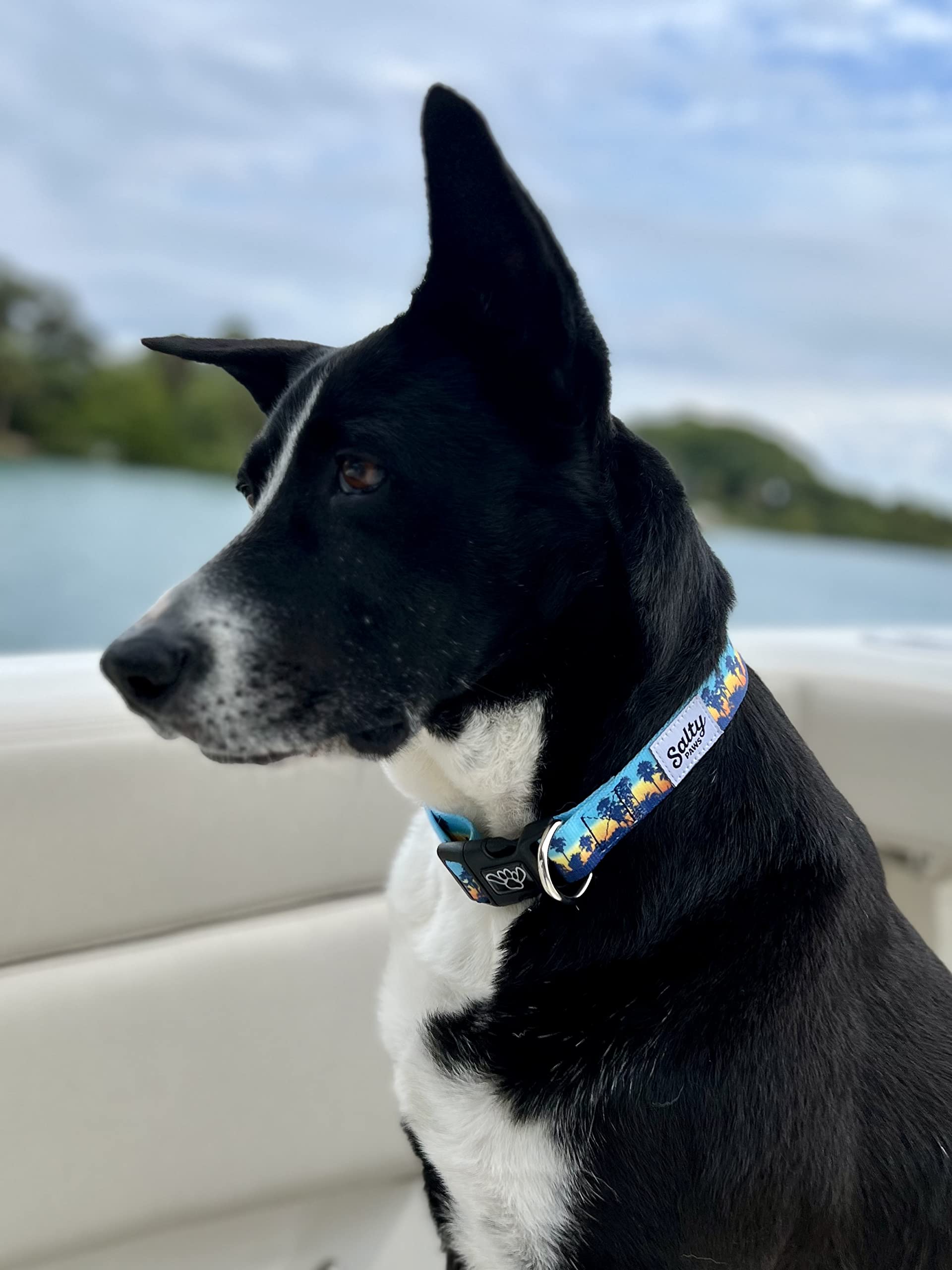 Shaka's Salty Paws Dog Collar - Sunset Palms, Medium, Adjustable 14-20", for Dogs 25-50 lbs, Durable Polyester
