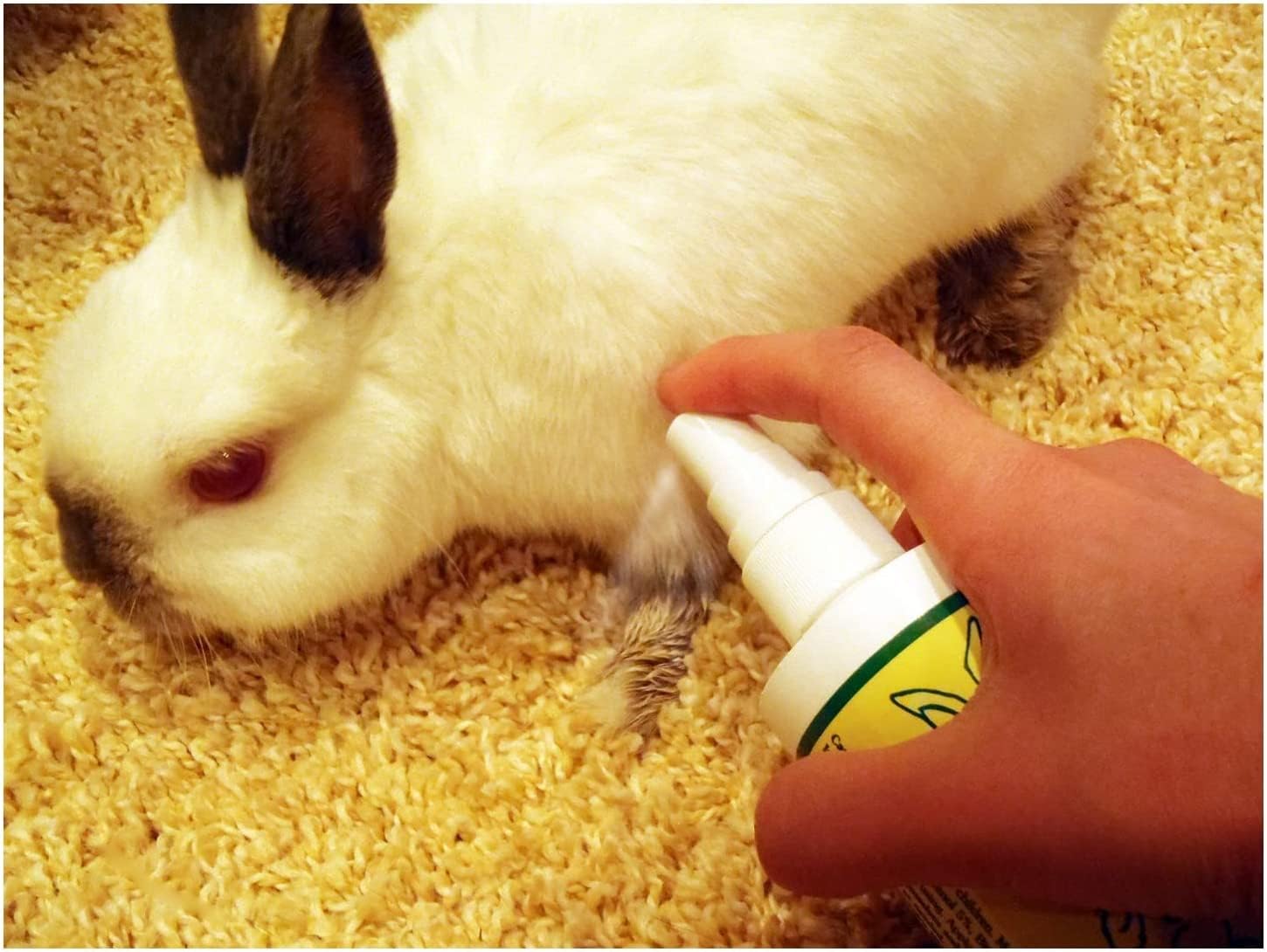 Bitter Apple Spray