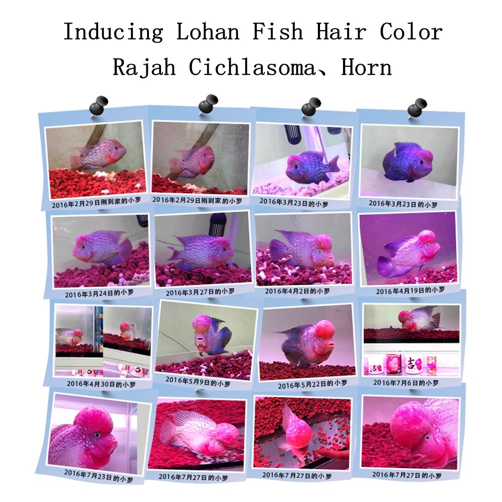 Bcqli 400G Sphere Bio-Filter Media For Marine And Freshwater Aquariums, Red Volcanic Rock