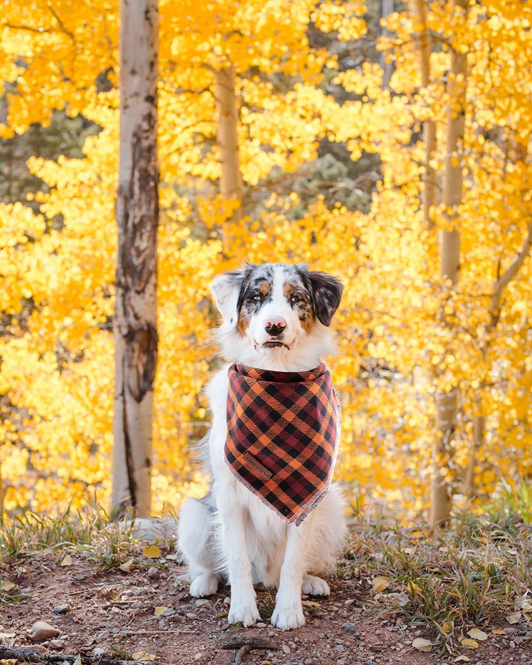 Elegant Little Tail Dog Bandanas - 1Pack Washable Fall Scarf, Square Bib Kerchief, Adjustable Pet Bandana For Small Medium Dogs,