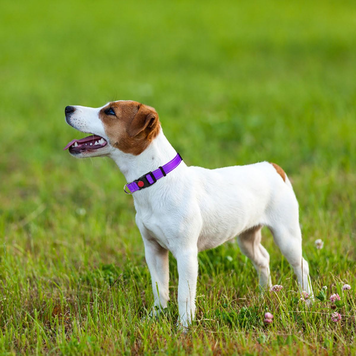 Taglory Reflective Dog Collar With Safety Locking Buckle, Adjustable Nylon Pet Collars For Small Dogs, S, Purple