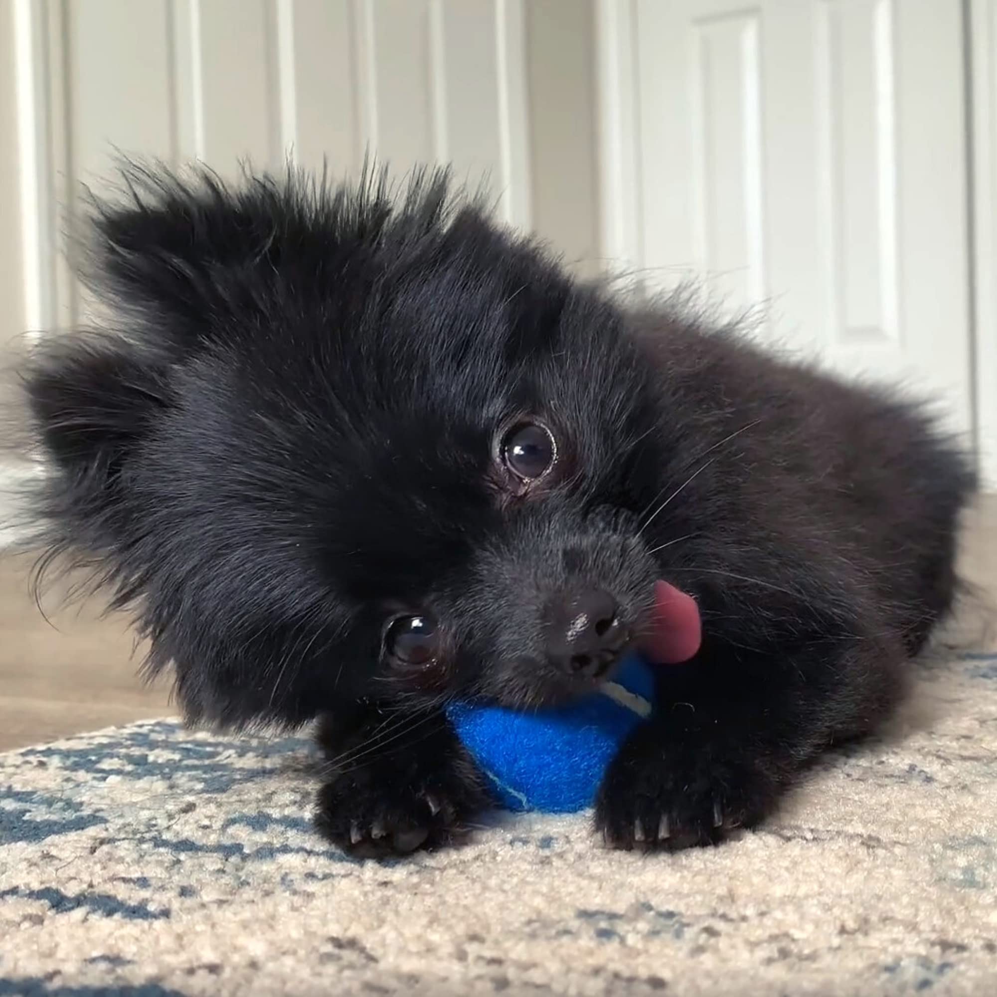 Midlee Red White & Blue Mini Dog Tennis Balls- Set Of 12-4Th Of July