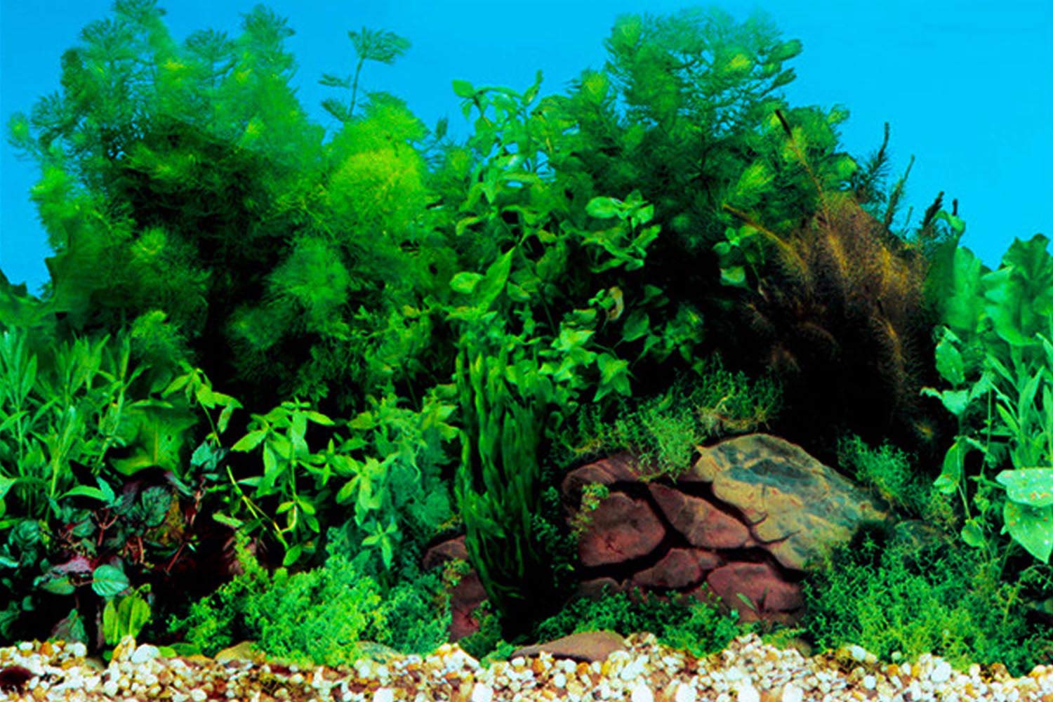 ELEBOX New 20 x 48 Fish Tank Background Stickers Wallpaper 2 Sided Seaweed Water Plants Aquarium Background Decoration