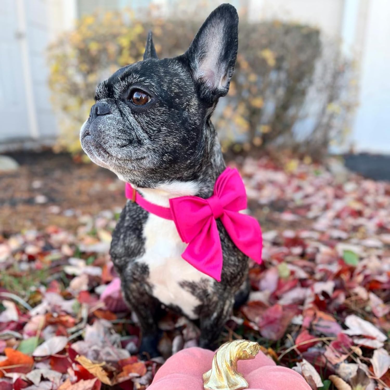Maca Bates Dog Collar With Rose Red Bow Bowtie For Dogs Solid Colors Sailor Bow Tie Adjustable Breakaway Girly Pink Collars Birt