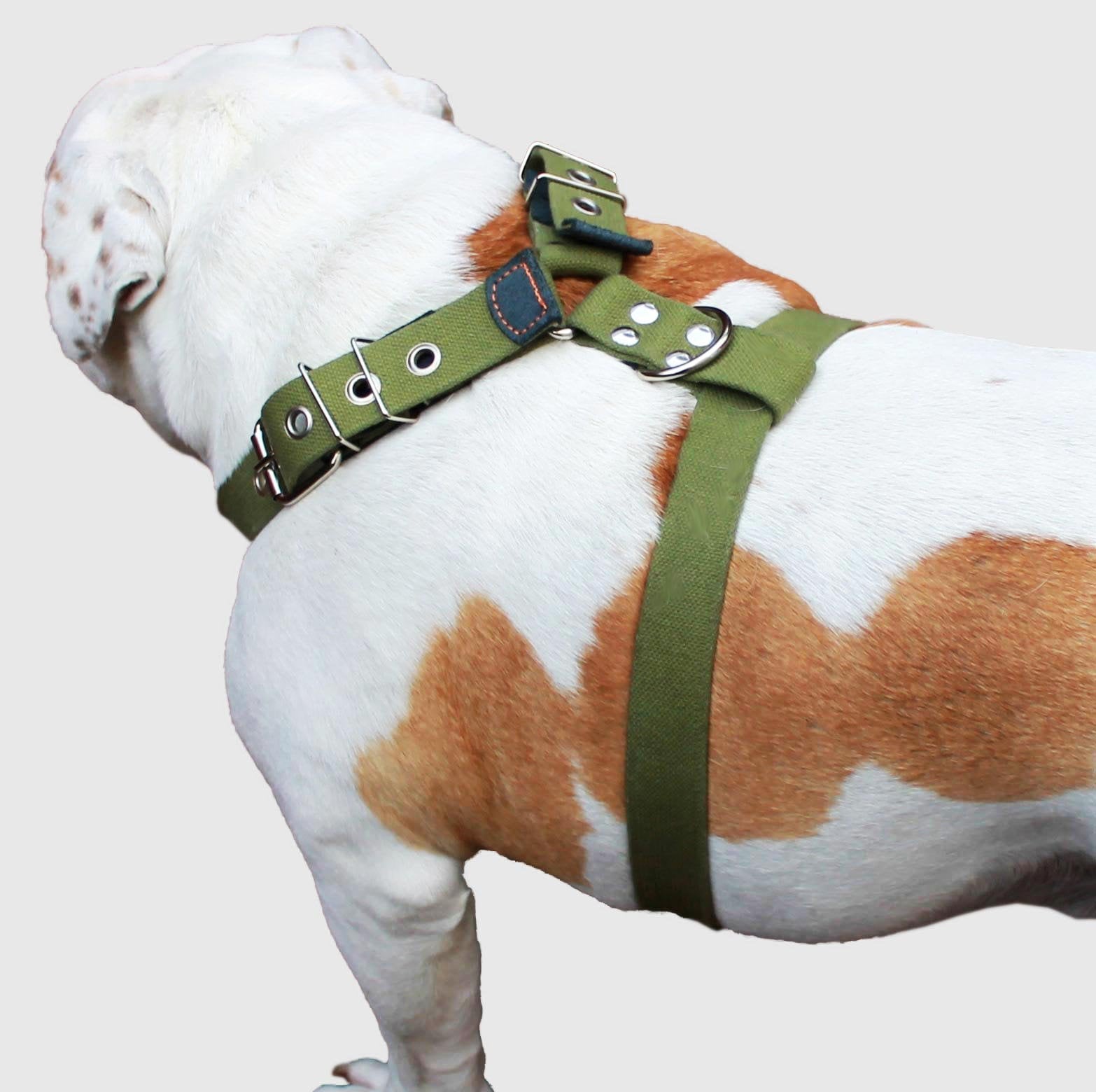 Cotton Web Dog Harness Large. Fits Girth 29'-34.5'. 1.5' Wide Straps, Rottweiler, Doberman, Boxer