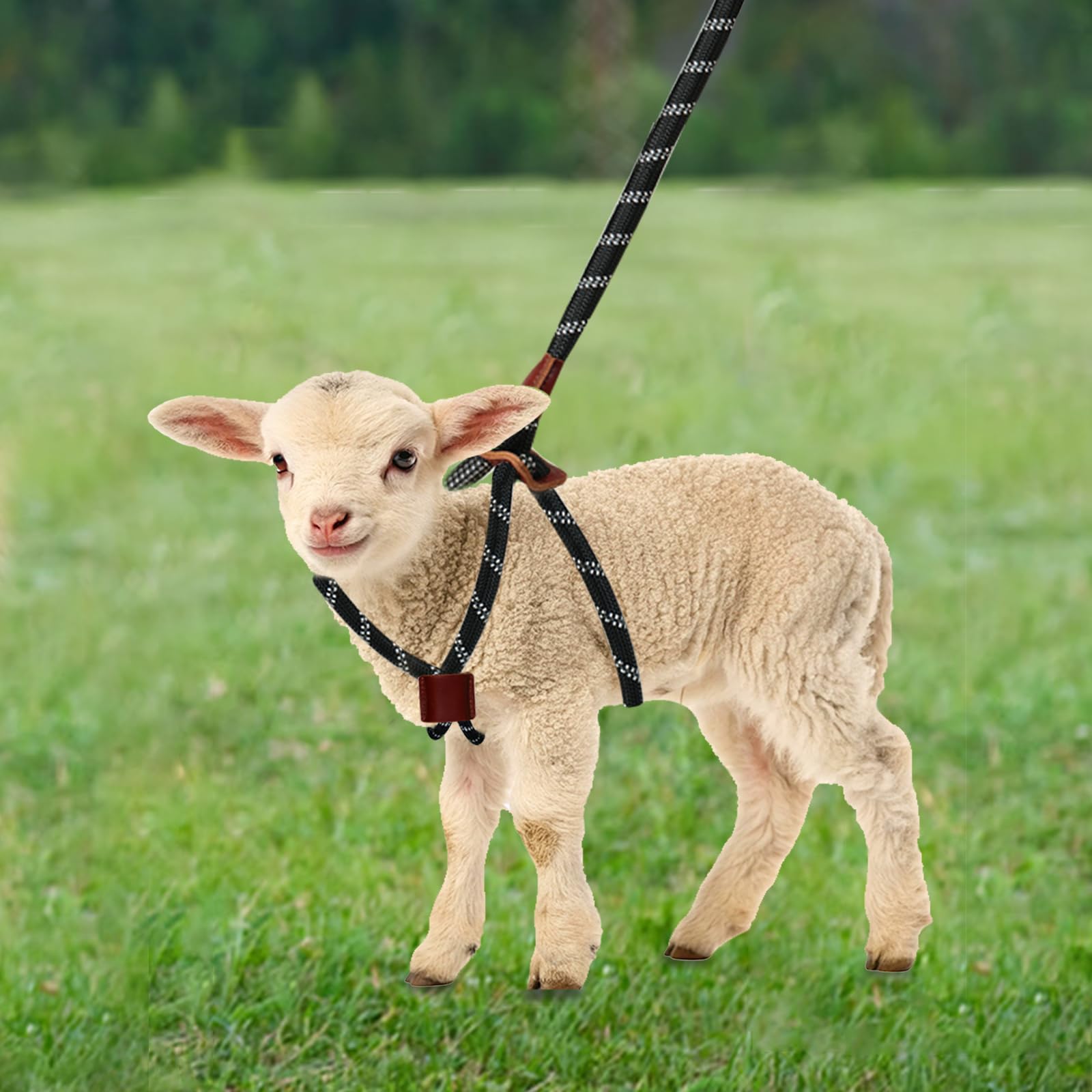 HRYOML Goat Harness & Leash, Adjustable Step-in Sheep Harness, Goat Accessories, Livestock Halter Supplies for Goats and Sheep (