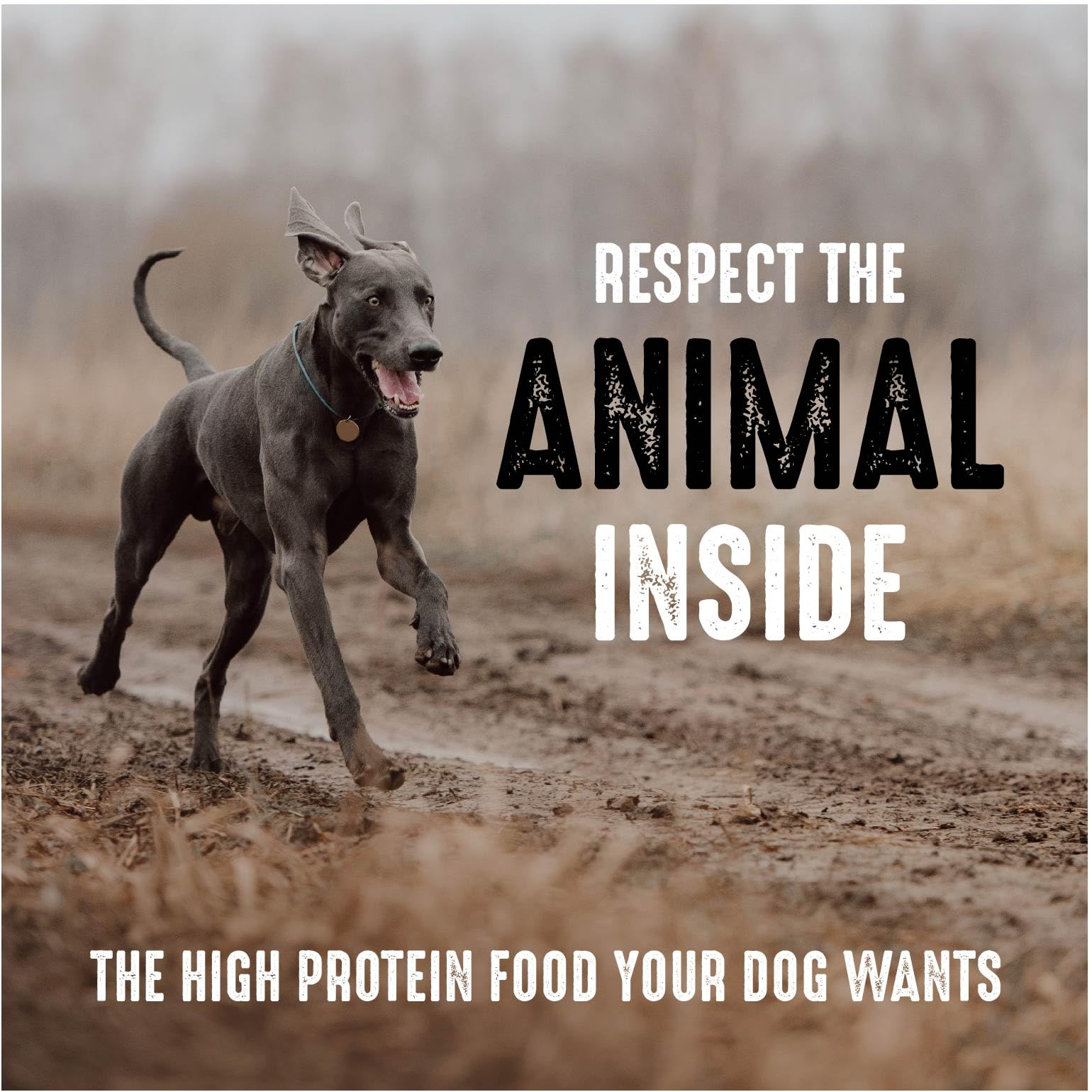 CRAVE Grain Free High Protein Adult Dry Dog Food, Beef, 22 lb. Bag