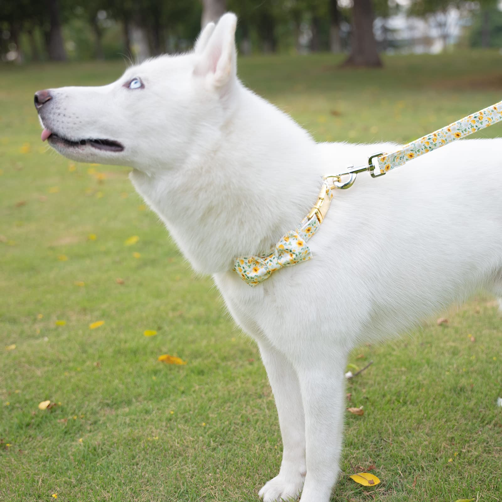 Tunkoo Dog Collar Floral With Elegant Bow Tie Soft Comfy Cotton Adjustable Collar, Premium Metal Buckle For Puppy And Cat Small Medium Large(Daisy Flowers,S)