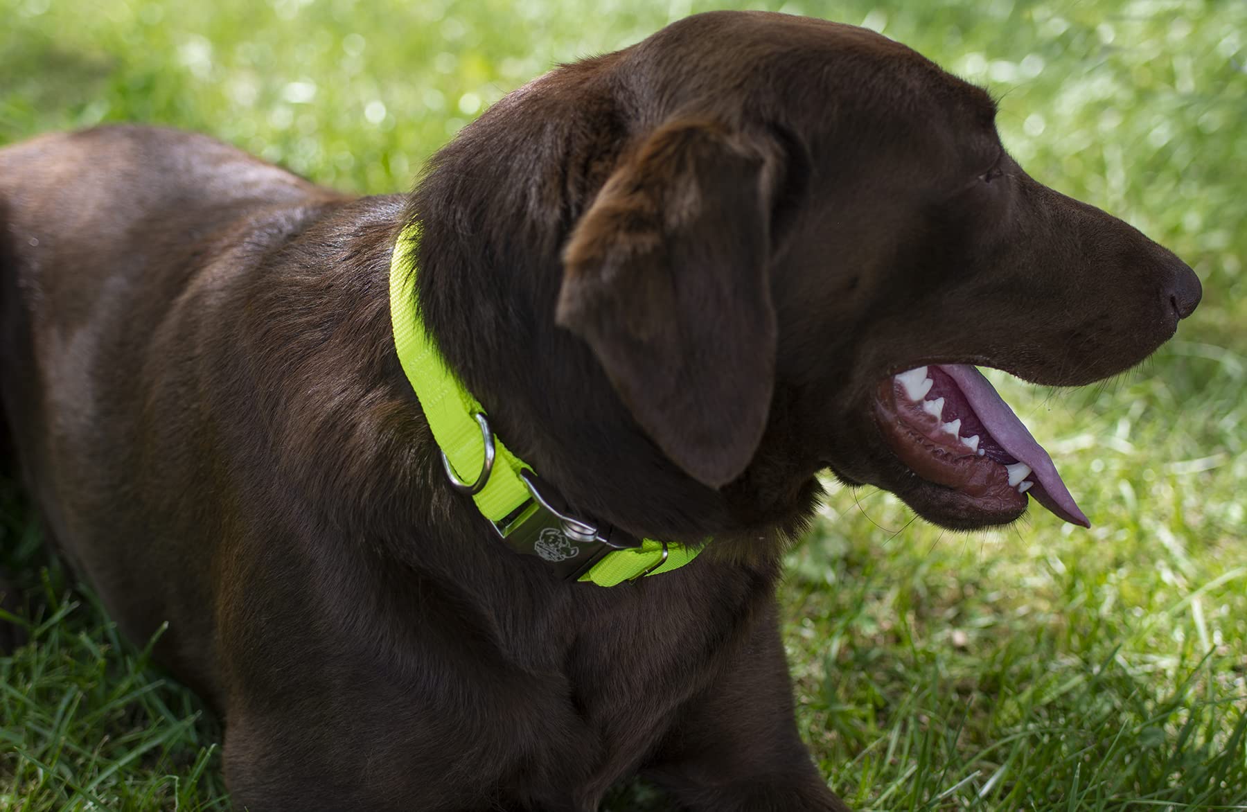Country Brook Design - Vibrant 30+ Color Selection - Premium Nylon Dog Collar With Metal Buckle (Small, 3/4 Inch Wide, Hot Yellow)