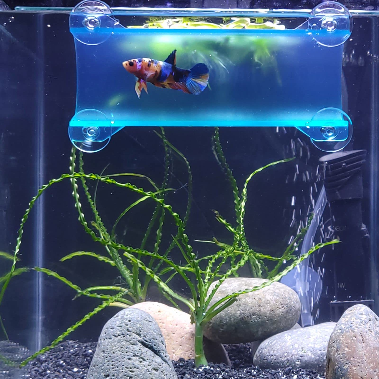Seeshelter Brand Betta Tunnel (Translucent Aqua)