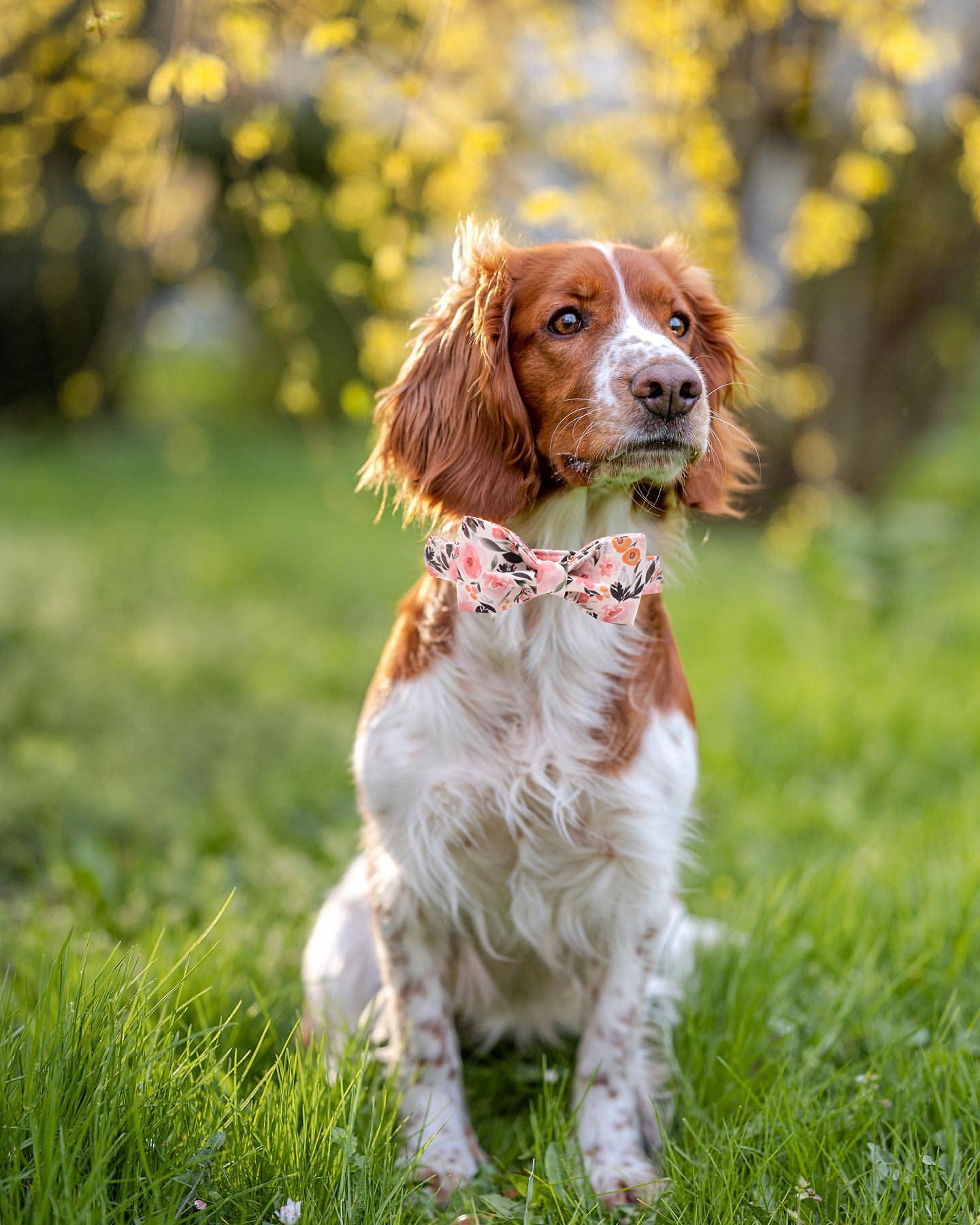 Elegant Little Tail Pink Floral Dog Collar, Girl Dog Collar With Bow Adjustable Soft Bow Tie Dog Collars For X-Small Dogs And Ca