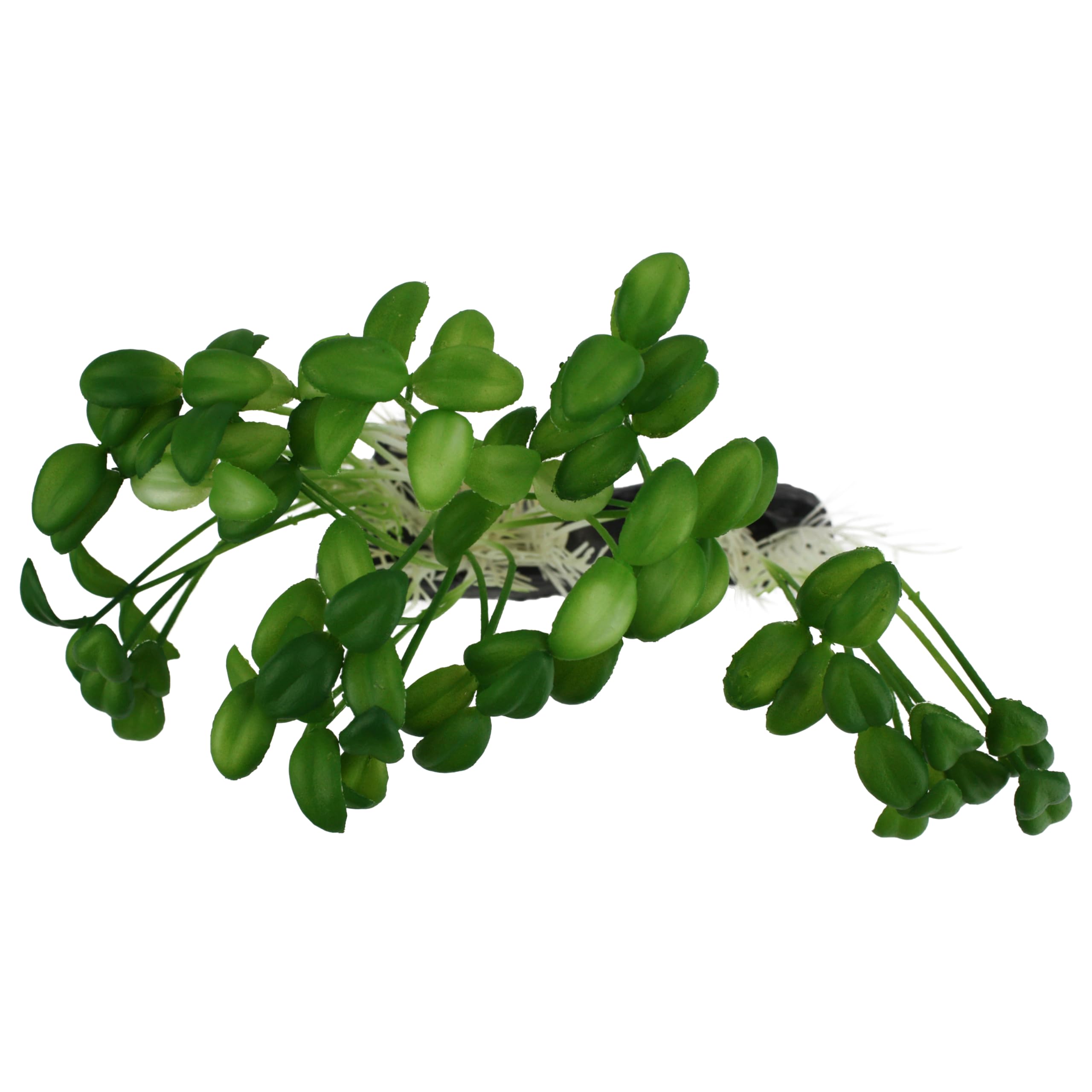 Komodo Sprouts