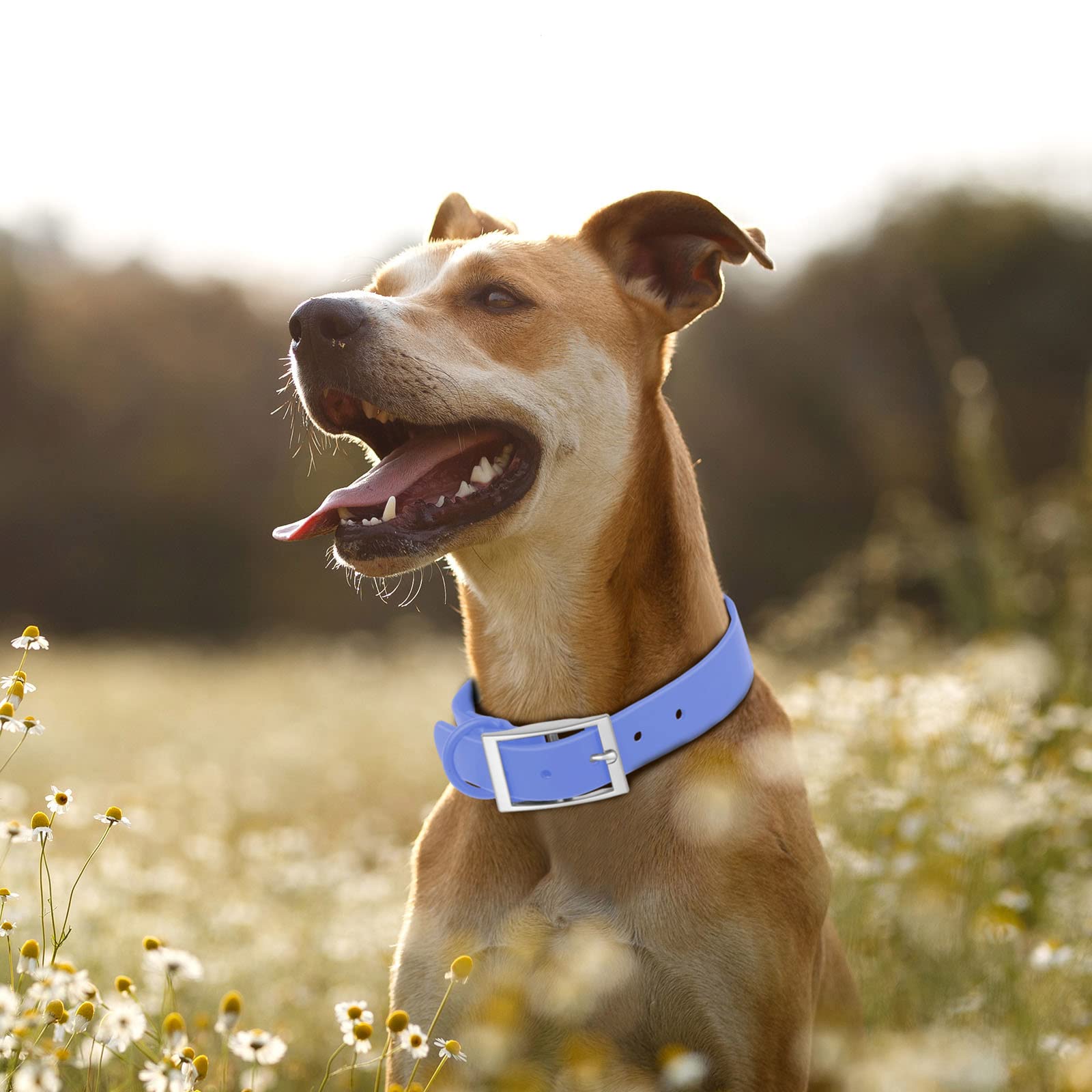 Wisedog Waterproof Dog Collar: Multiple Adjust 8.5” To 32.6”, Soft Rubber Coated Webbing, Easy To Clean, For Small Medium Large Dogs (L(Length:15'-19'; Width:1'), Blue)