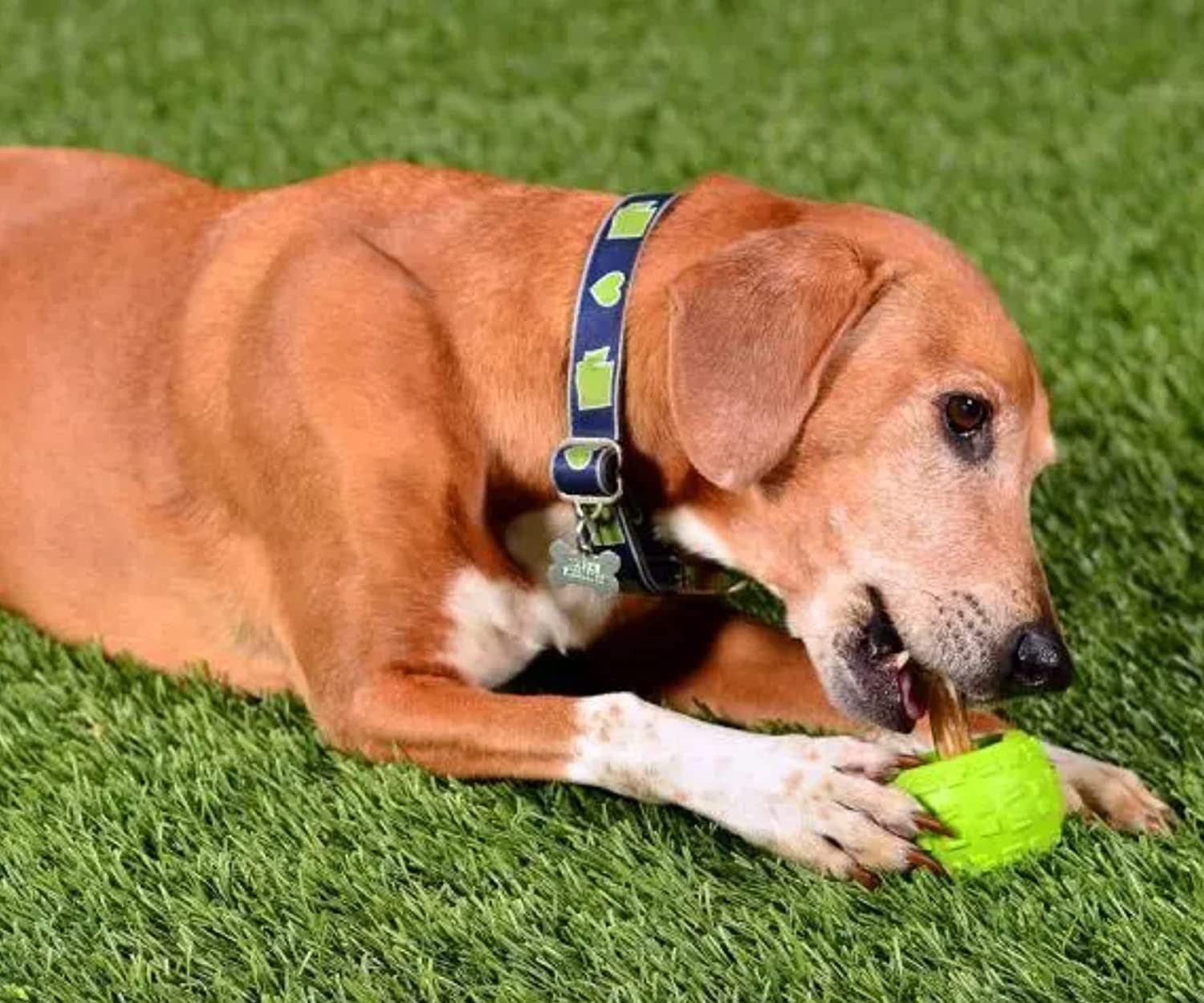 Cycle Dog High Roller Plus Medium Green Erratic Bounce Treat Hiding Ball - Tough & Sustainable Chew Toy/Great For Play And For Aggressive Chewers/Made In Usa