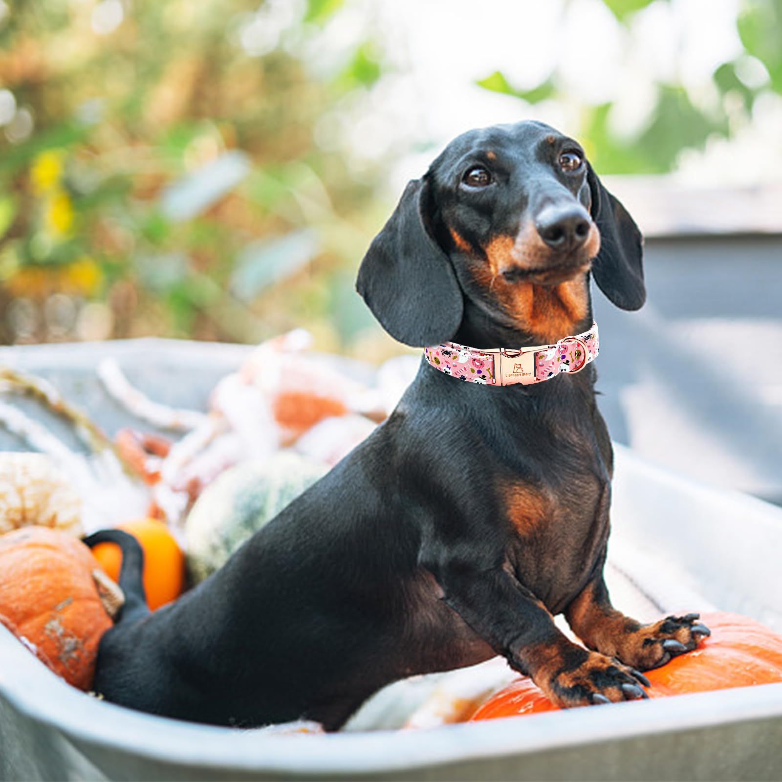 Lionheart Glory Dog Collar Fall Halloween Pumpkin Collars Dog Heavy Comfortable Adjustable Pink Dog Collar For X-Small Puppy Col