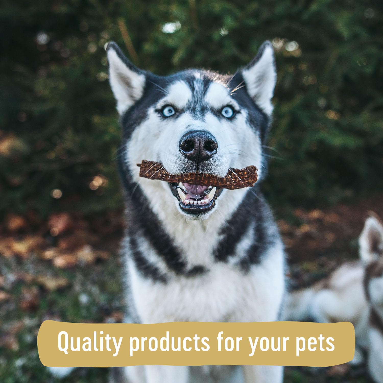 Farm Hounds - Duck Gizzards - Premium Natural Jerky for Dogs - 100% Humanely Raised Duck - Break-to-Size - Great for Training &