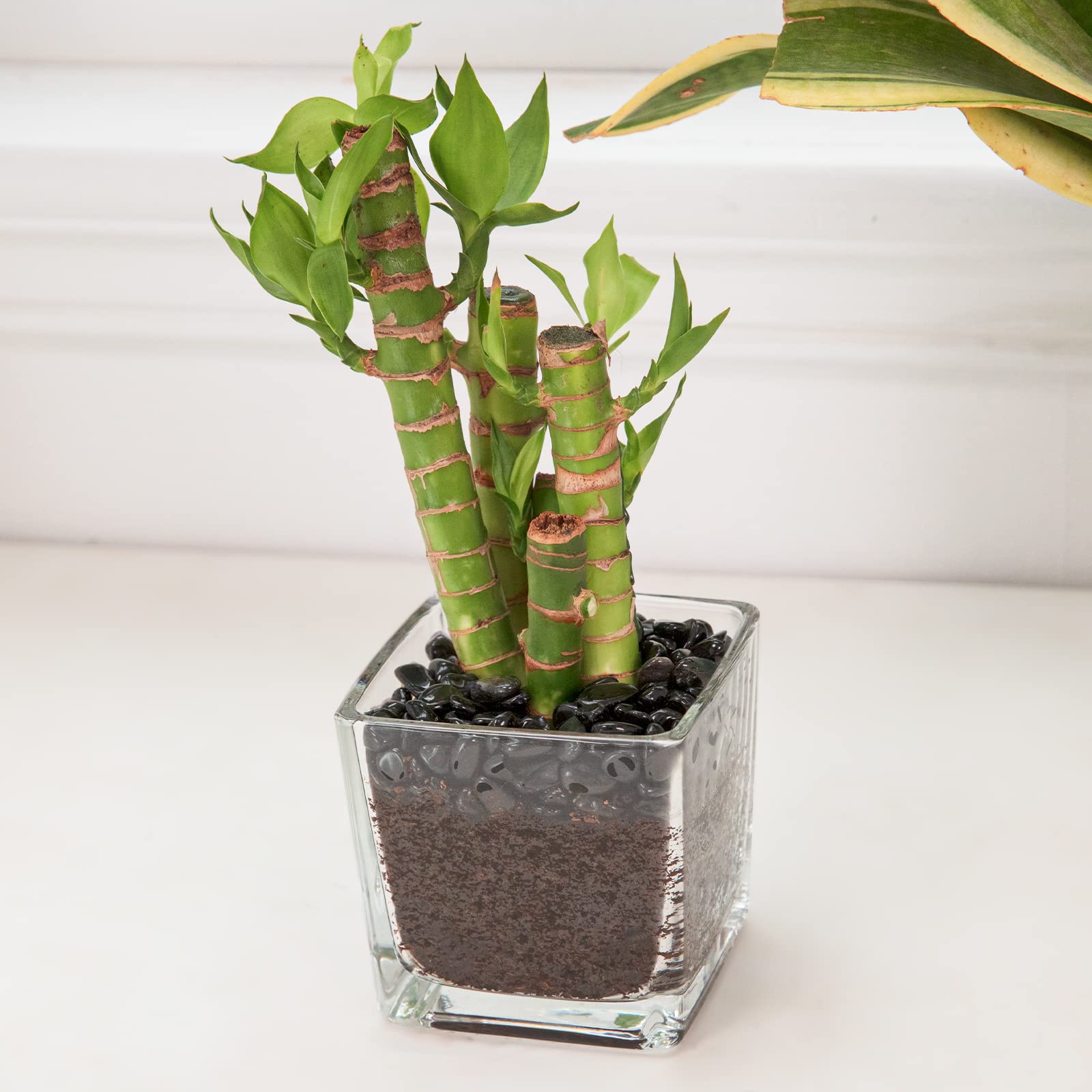 Rifny Decorative Stones, 0.3 Inch Black Polished Gravel Rocks For Plant Flower Pots Vase Filler Decorative Air Plants Bamboo Succulents Cactus And Aquarium Fish Tank Decor (2 Lb, Black)