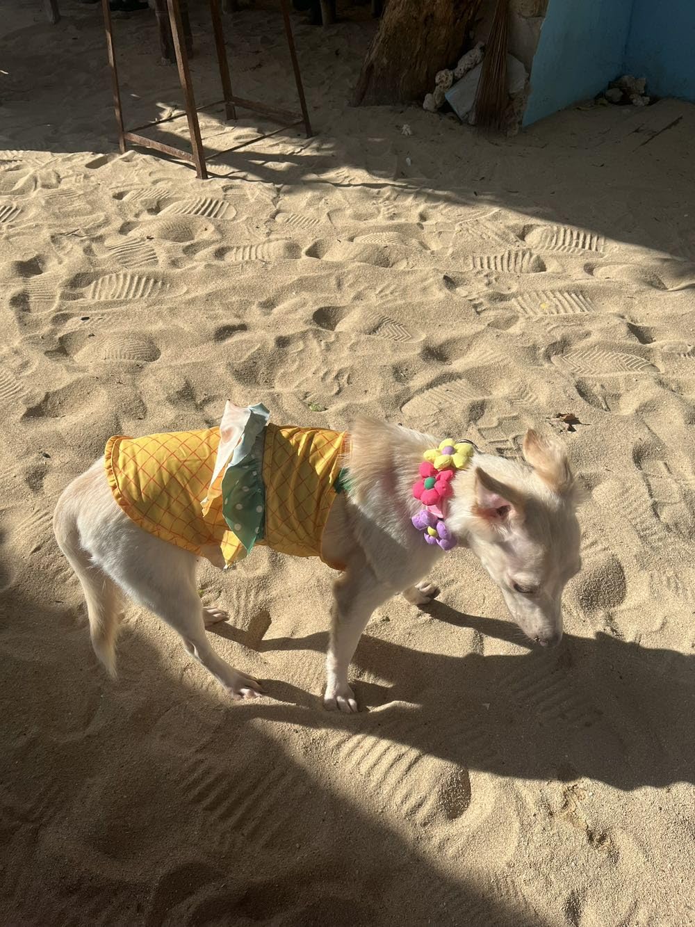 Funny Dog Swimwear Bikini Summer Dog Clothes Beach Swimsuit Puppy Bathing Suit Puppy Vest Cooling Shirts Pet Shirt For Small Dog