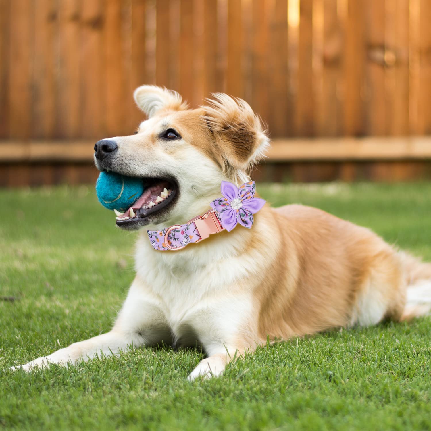 Tdtok Girl Dog Collar With Detachable Flower, Safety Metal Buckle Floral Pattern Soft Comfy Cotton Pet Collars For Small Medium