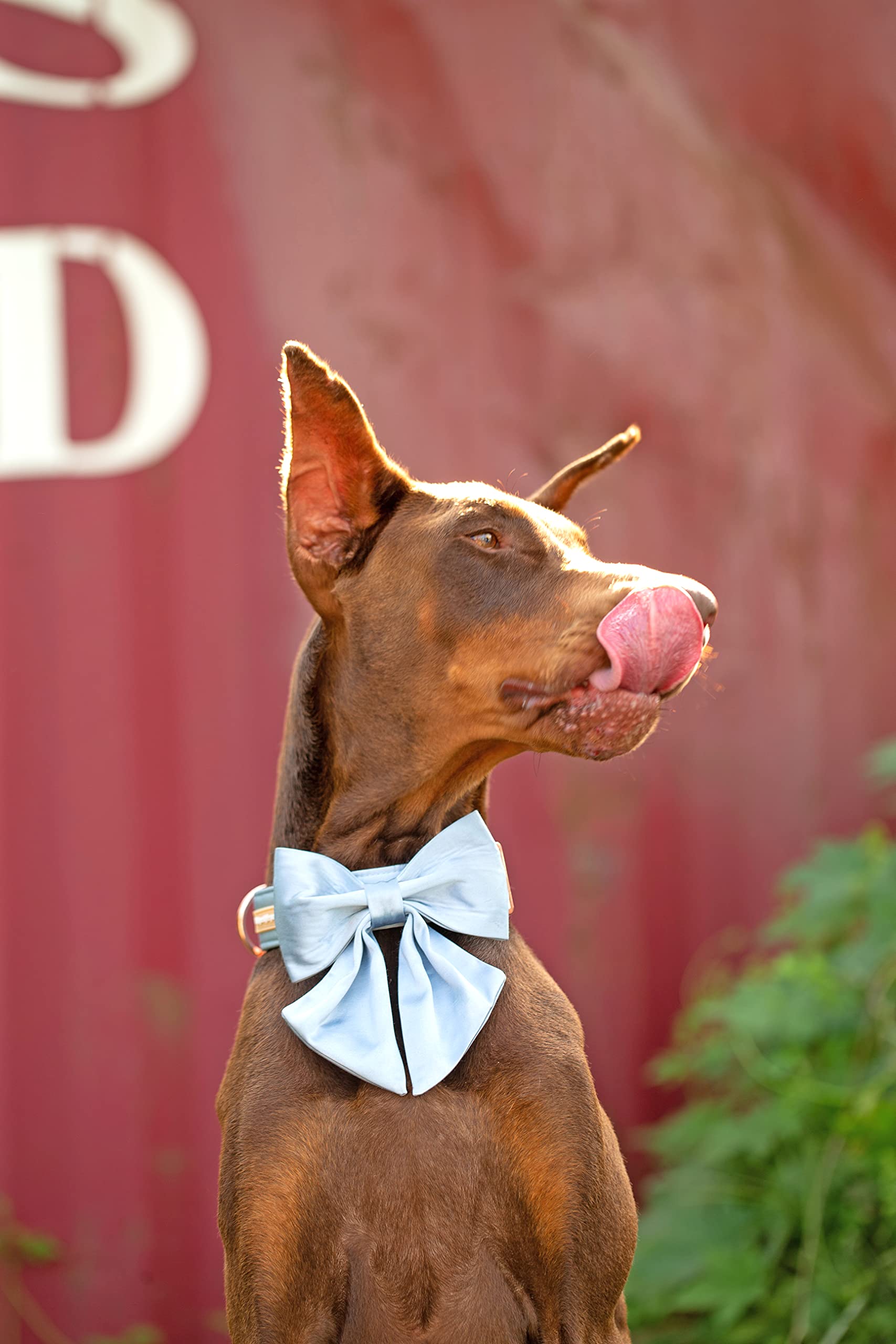 Unique Style Paws Silk Blue Color Dog Collar Adjustable Durable Dog Collar With Bow Wedding Bowtie Collar For X-Large Dogs