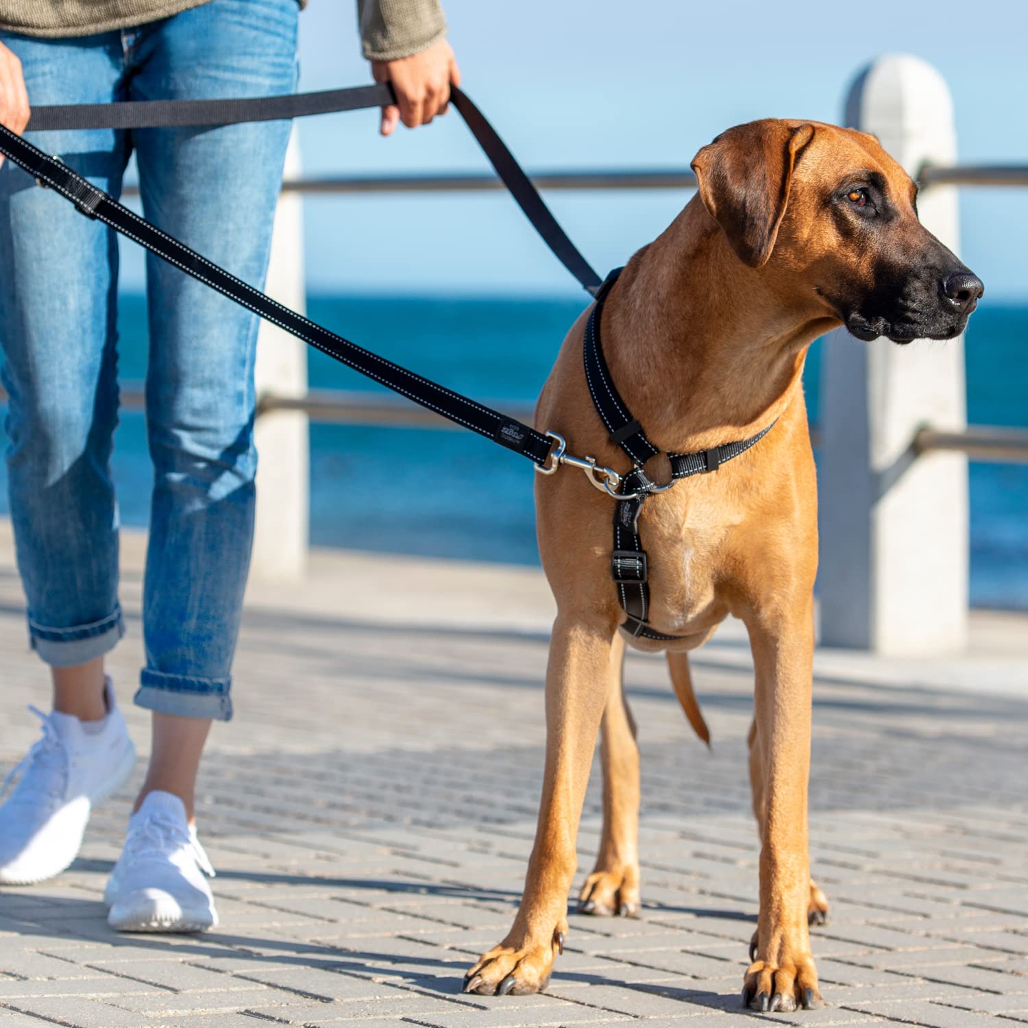 Control Multi-Leash Small - Blue