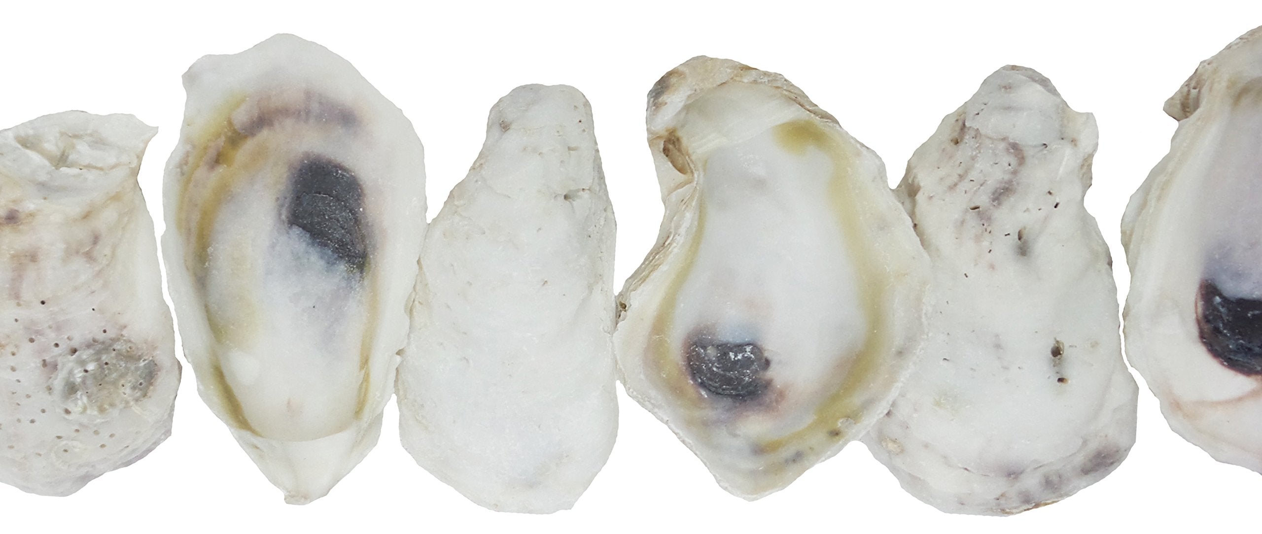 U.S. Shell, Oyster Shells, 4 To 5 Inches, 3.75'-5', 20 Count