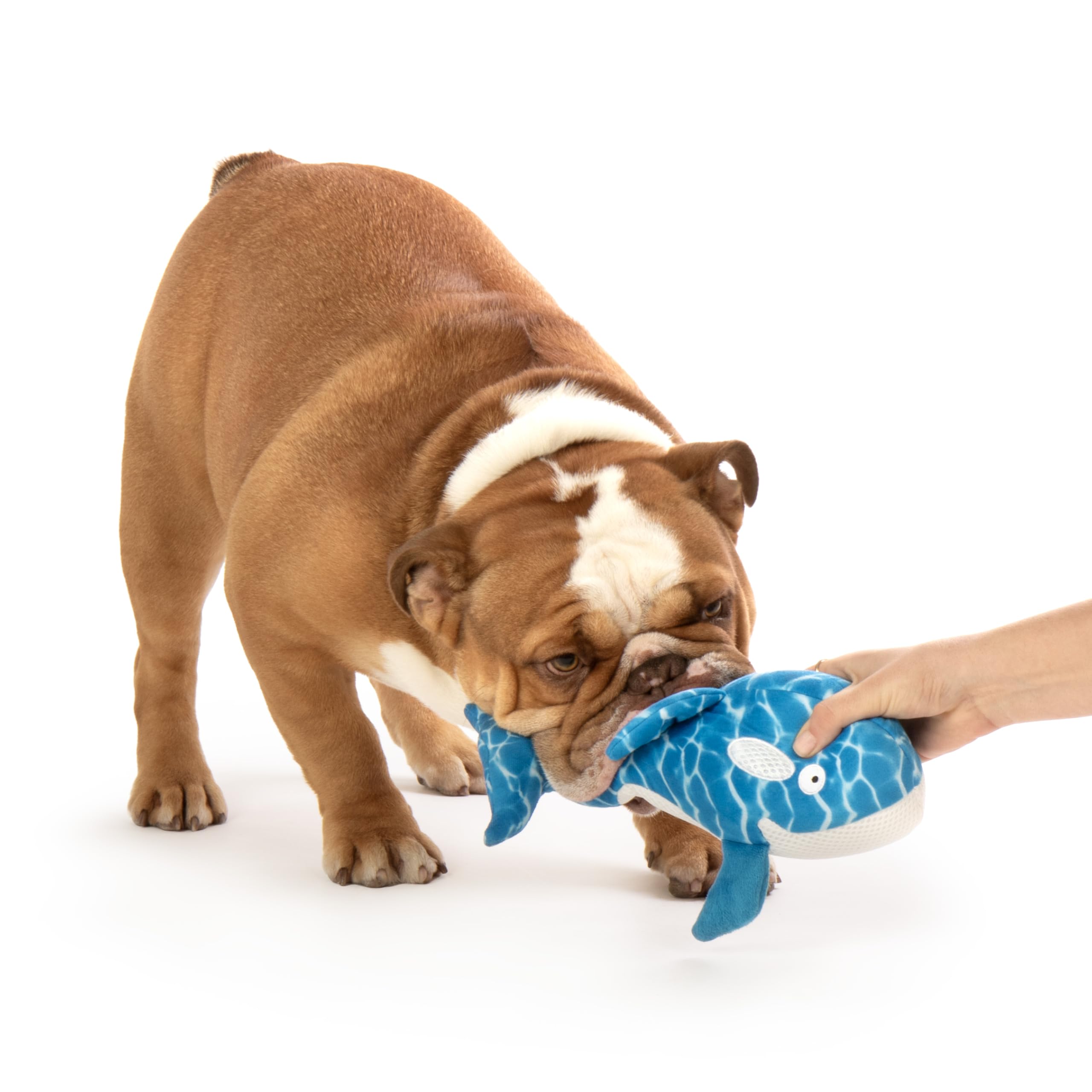 TrustyPup Orca Plush Chew Guard Dog Toy - Large, Soft Polyester, Blue, Model 70066