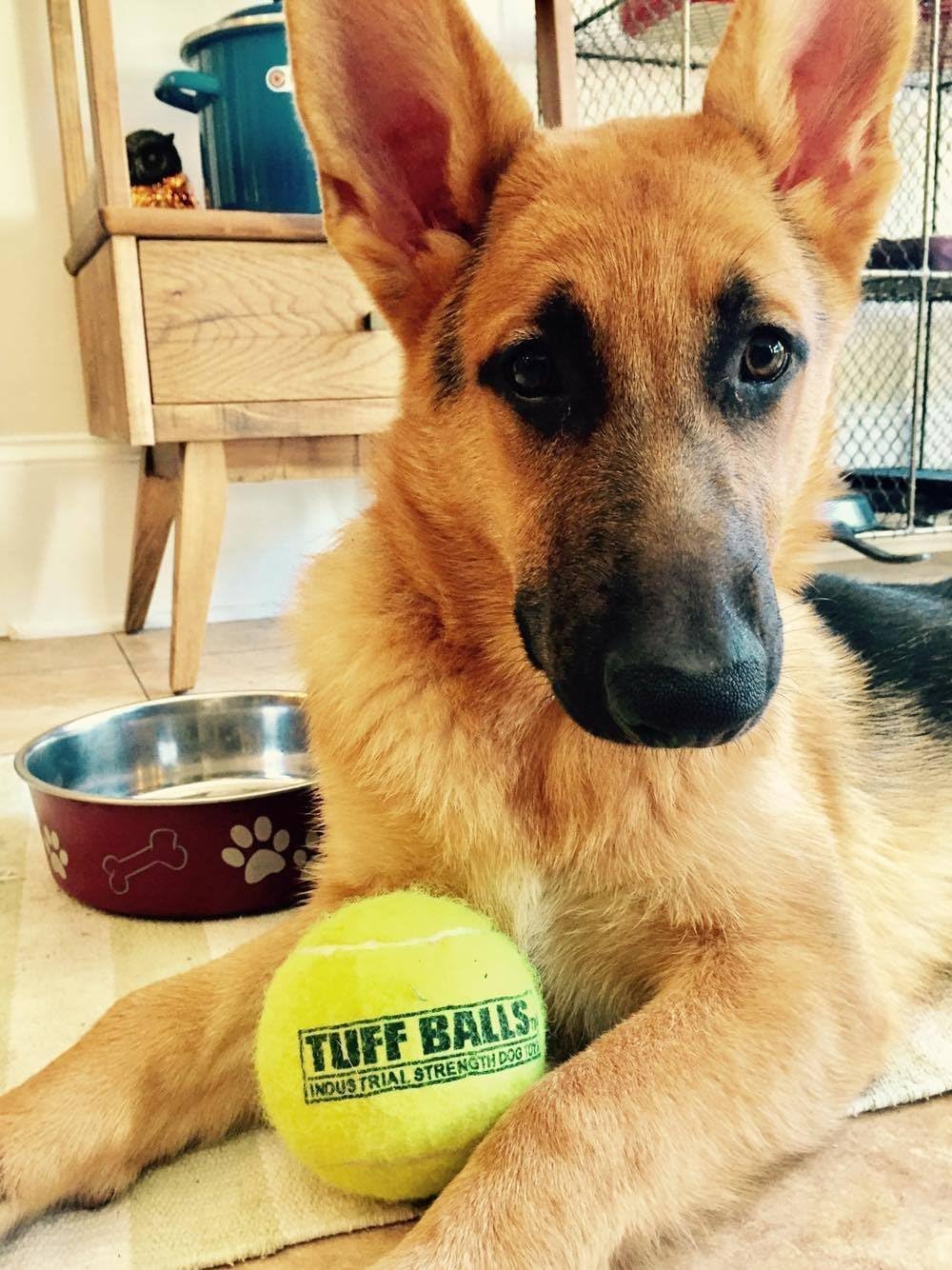 Petsport Usa 4' Giant Tuff Balls For Large Dogs [Pet Safe Non-Toxic Industrial Strength Tennis Balls For Exercise, Play Time & Dog Training](12 Pack)