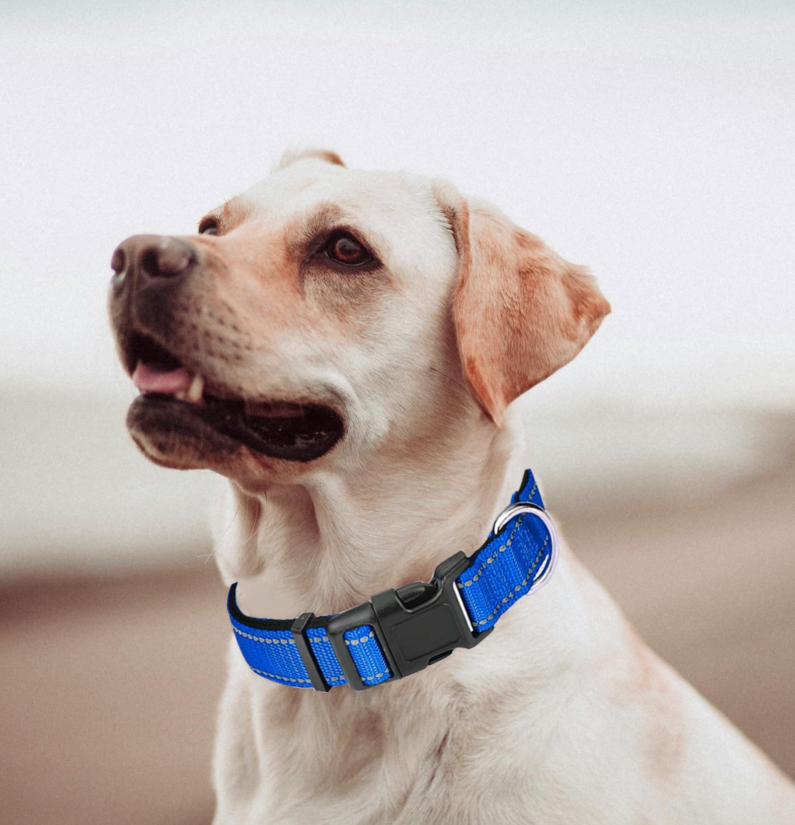 Xs Dog Collar, Reflective Pet Collar With Buckle Adjustable Safety Nylon Collars For Small Medium Large Dogs, Blue