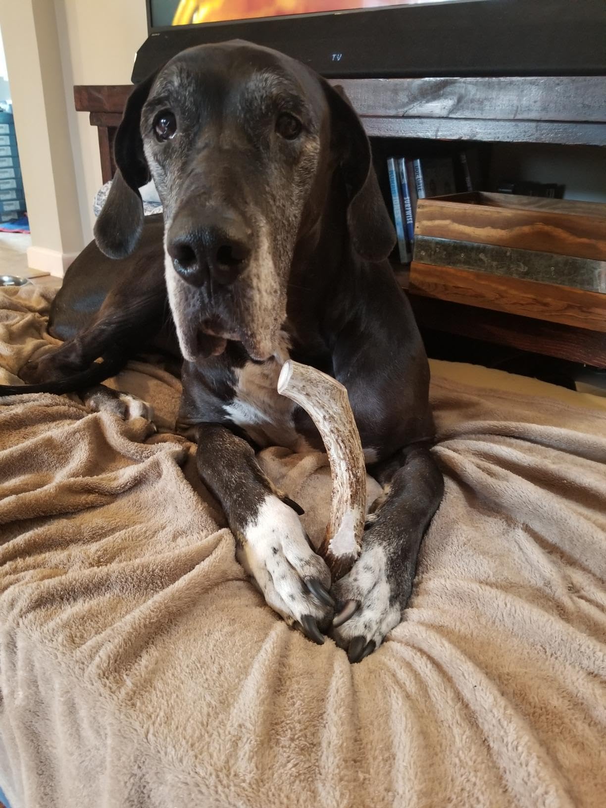 WhiteTail Naturals - Deer Antlers for Large Dogs - (1 Pack - Extra Large) - All Natural Dog Antler- Naturally Shed, Long Lasting