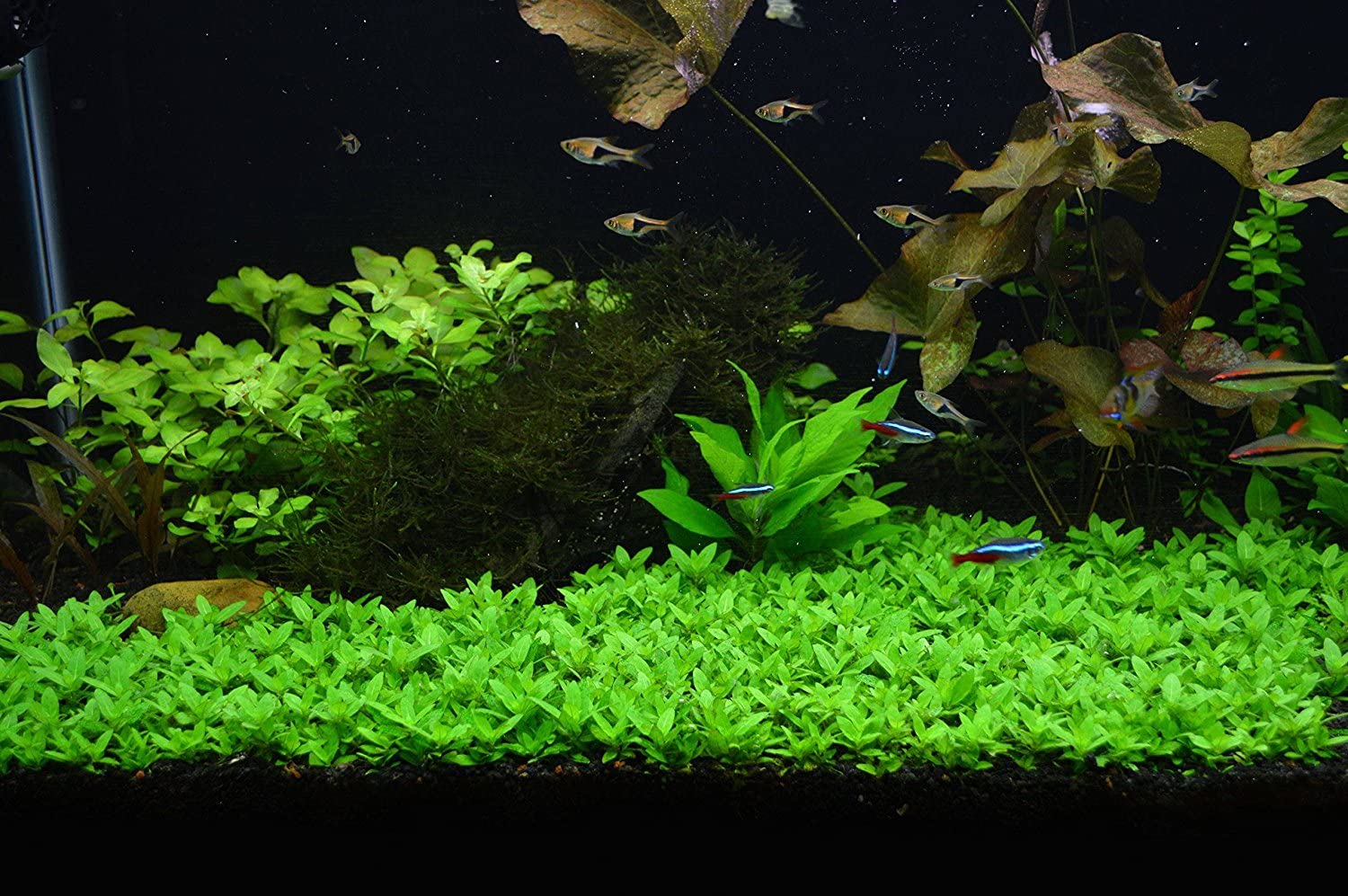 Tissue Culture Live Aquarium Plants | In Vitro Freshwater Aquatic Plants For Small Aquariums And Foreground (Staurogyne Repens)