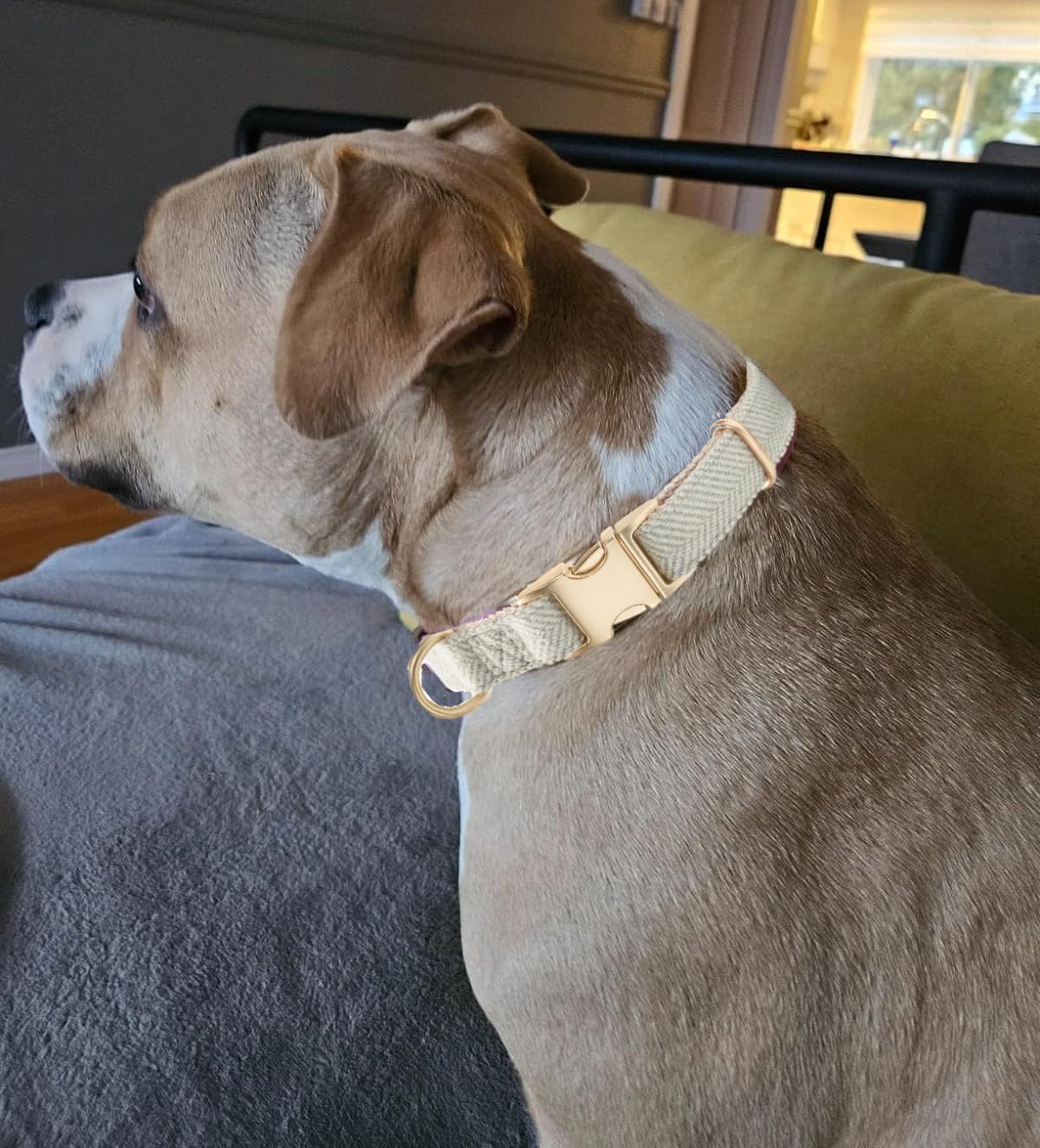 YUDOTE Soft Cotton Hemp Dog Collar with Metal Buckle Adjustable Twilled Dog Collars for Small Medium Large Dogs(Grey,Large)