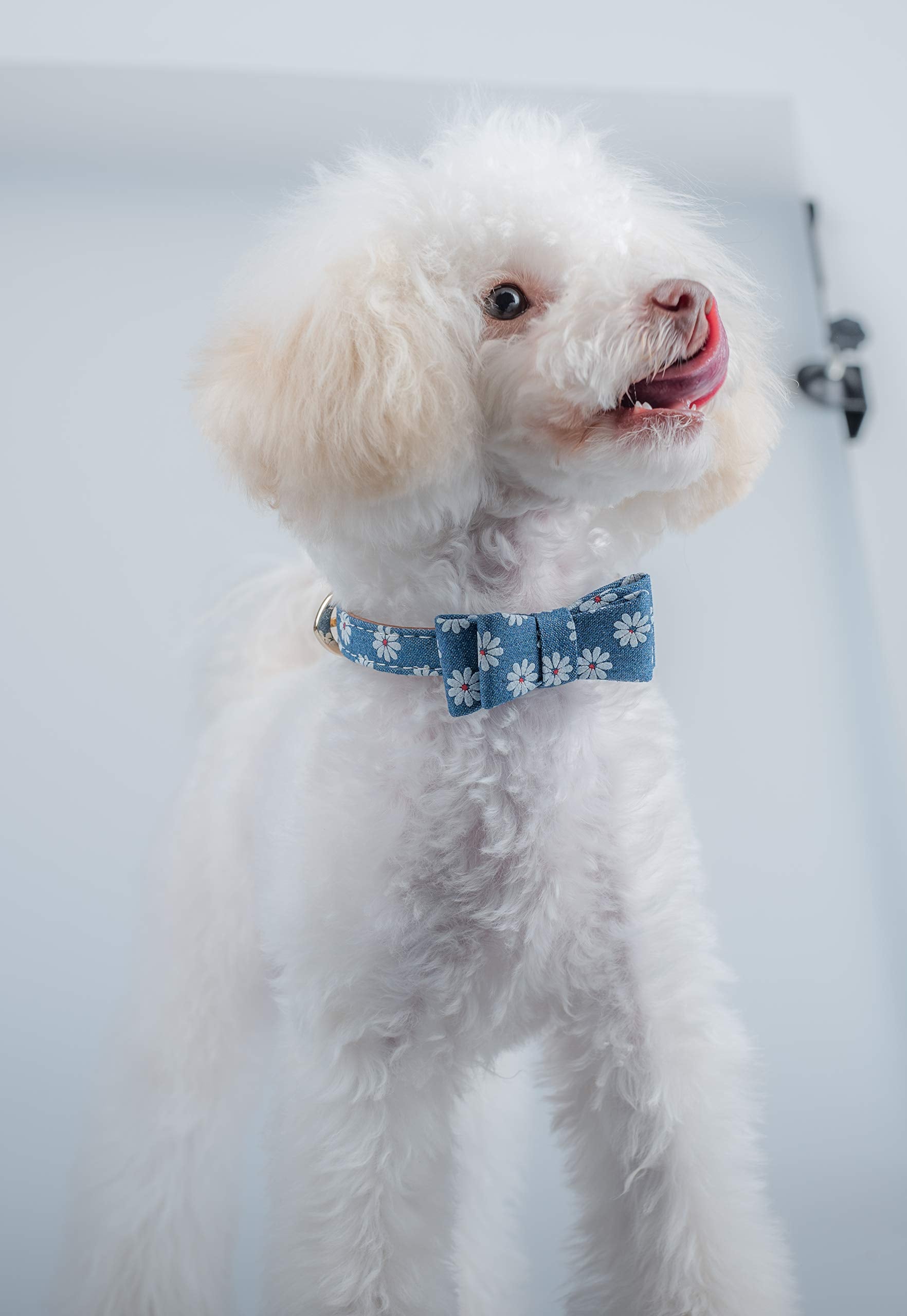 Gyapet Small Dog Collar Puppy Cat Tiny Pet Bow Tie & Bandana 2Pcs Set Pu Leather Canvas Scarf Durable Blue Daisy
