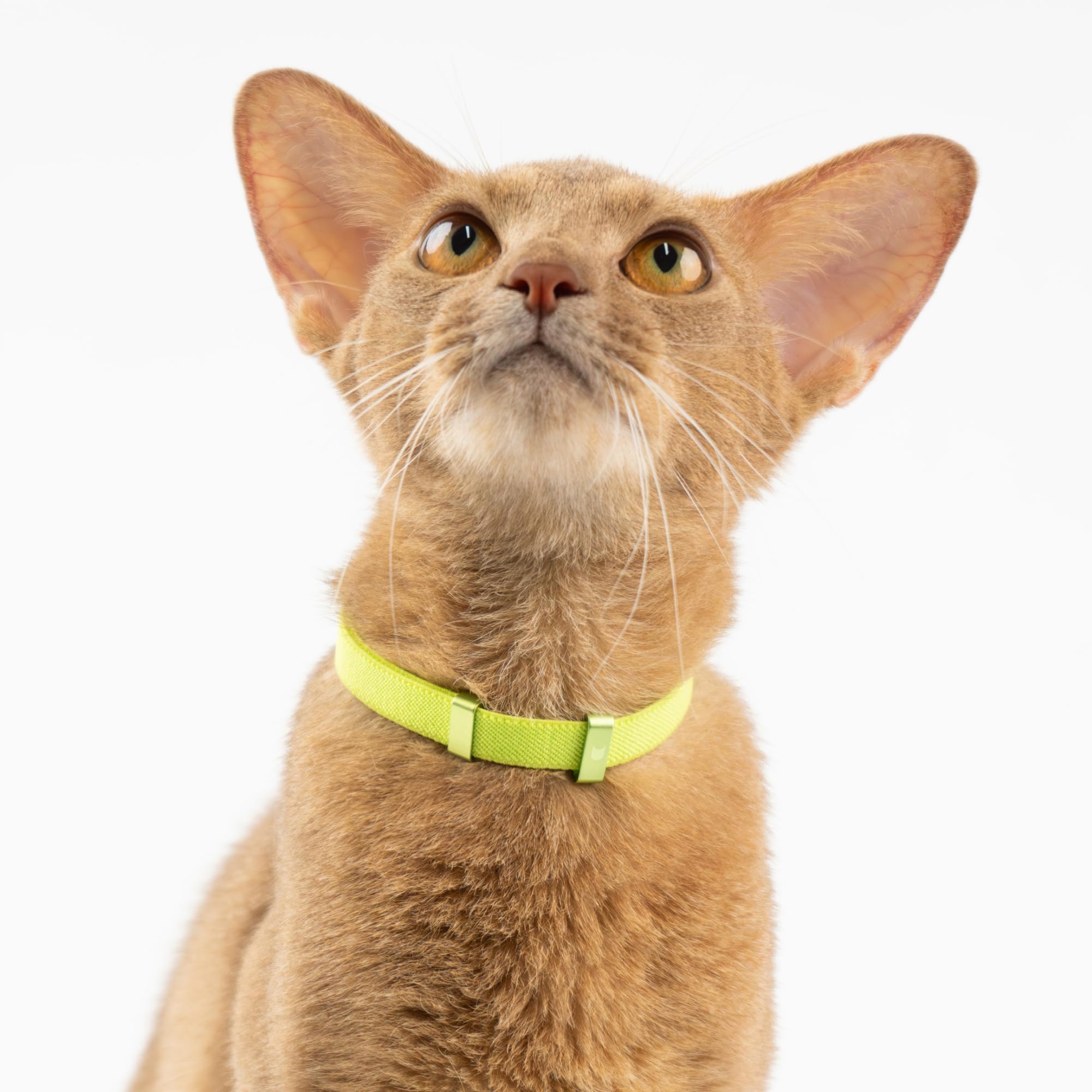 BuddyArmor Cat Collar - Stretchy Elastic Non-Breakaway, Lightweight, Olive, Size M (7.8-15.7 inch) - U.S. IDA Gold Award Design