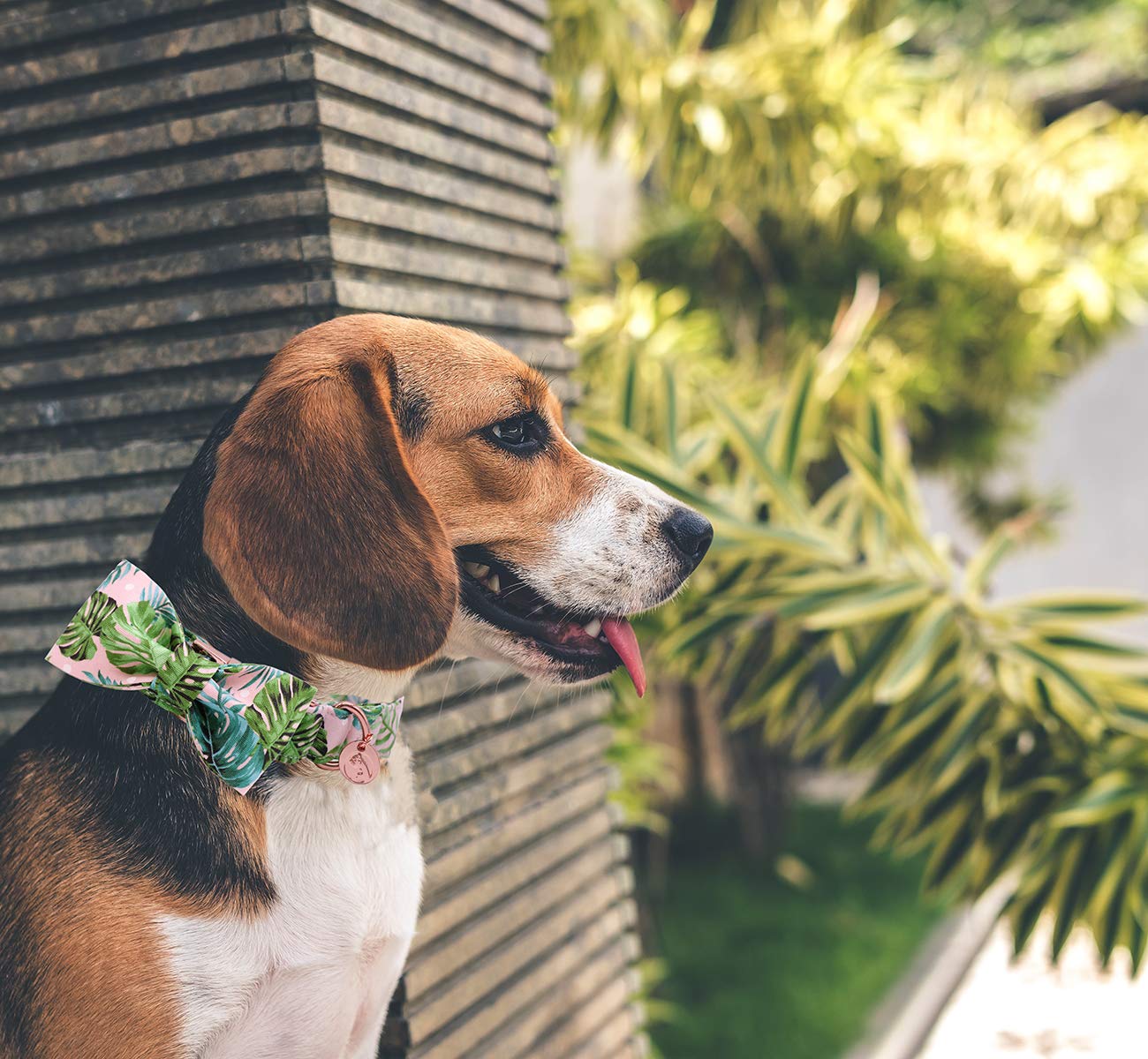Dogwong Cotton Summer Dog Collars, Hawaiian Palm Leaf Bowtie Dog Collar, Adjustable Heavy Duty Girl Boy Dog Collar With Bow For
