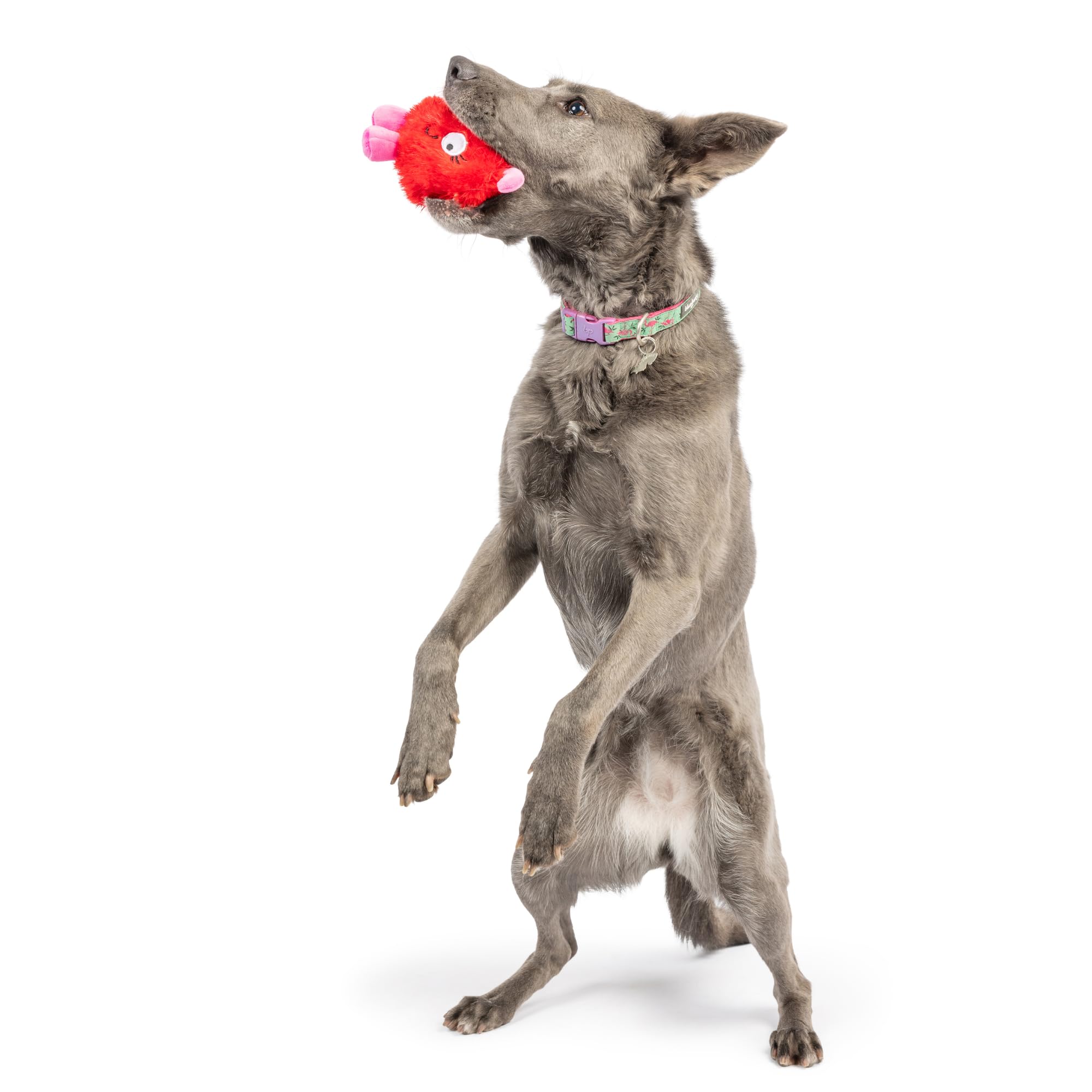 Huxley & Kent For Dogs - Fur Bug (One Size - 4.5'') - Valentine'S Day Power Plush Funny Dog Toy With Squeaker - Fun, Durable - H