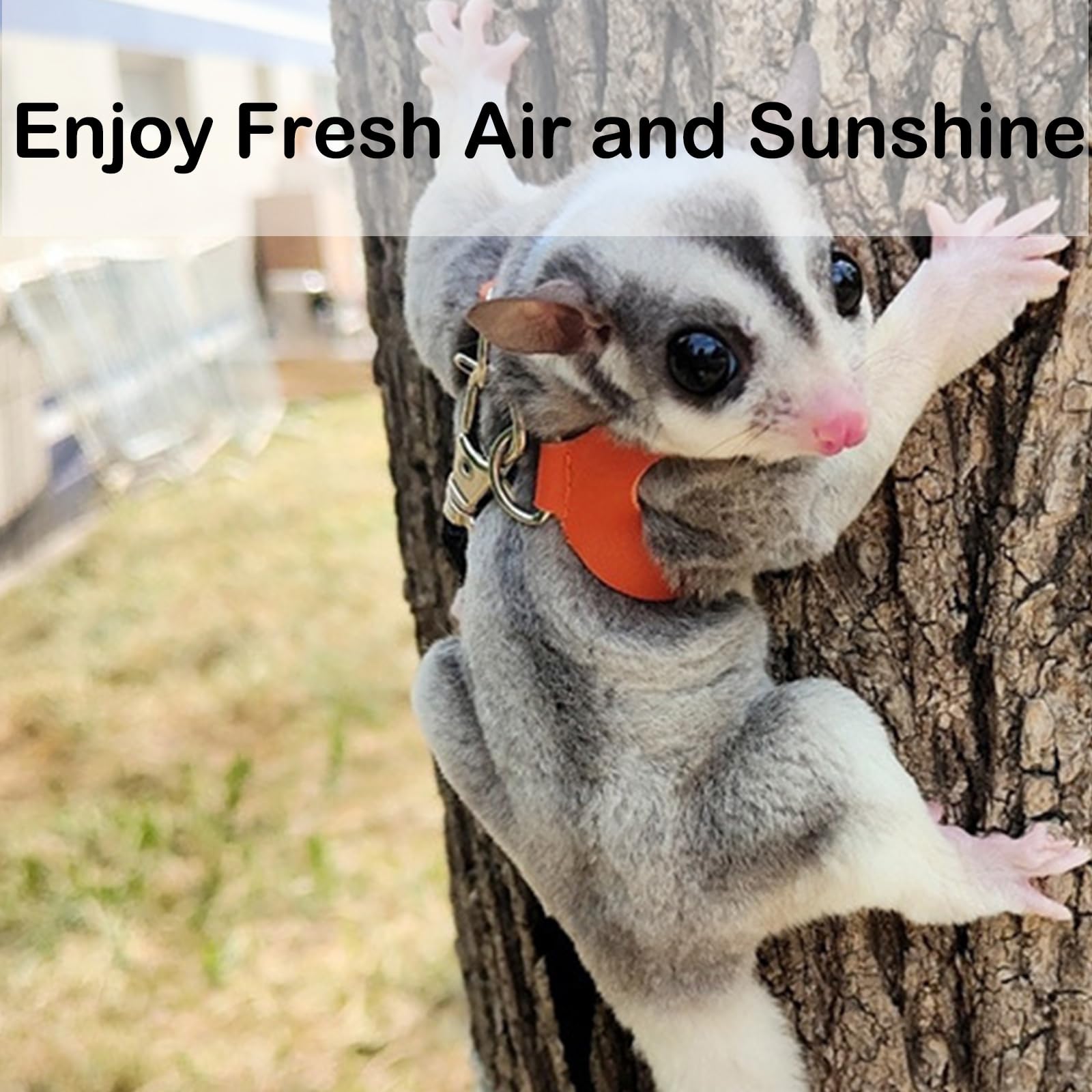 3 Pack Sugar Glider Harness And Leash Set Small Animal Training Walking Vest For Squirrel Hamster Rat Blue