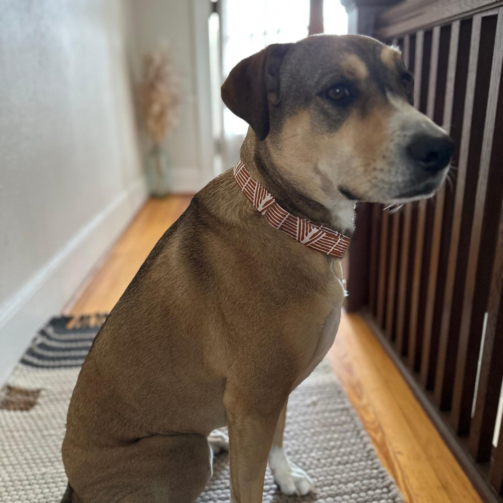Elegant Little Tail Fall Cotton Dog Collar With Metal Buckle For X-Small Puppy