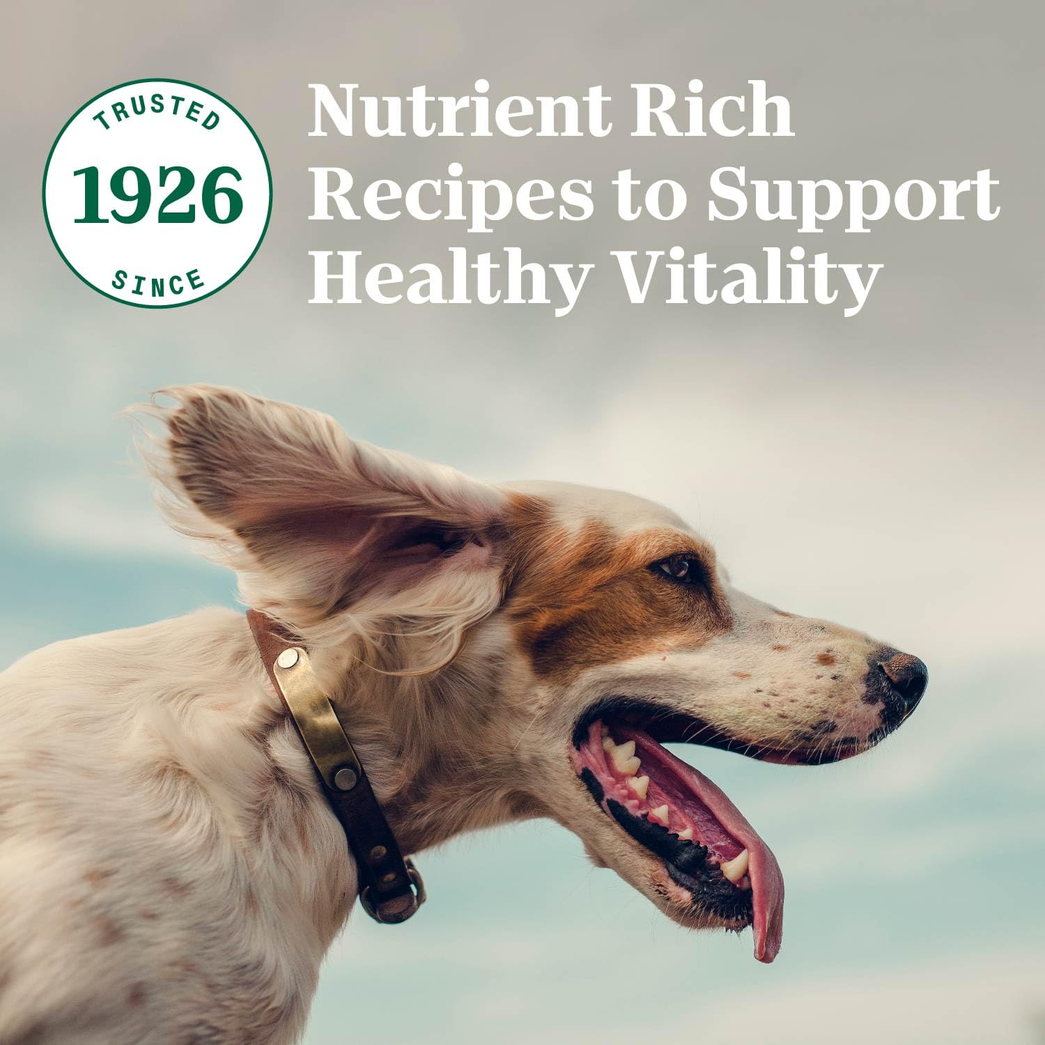 Nutro Natural Choice Small Bites Adult Dry Dog Food, Salmon & Brown Rice Recipe, 28 lb. Bag