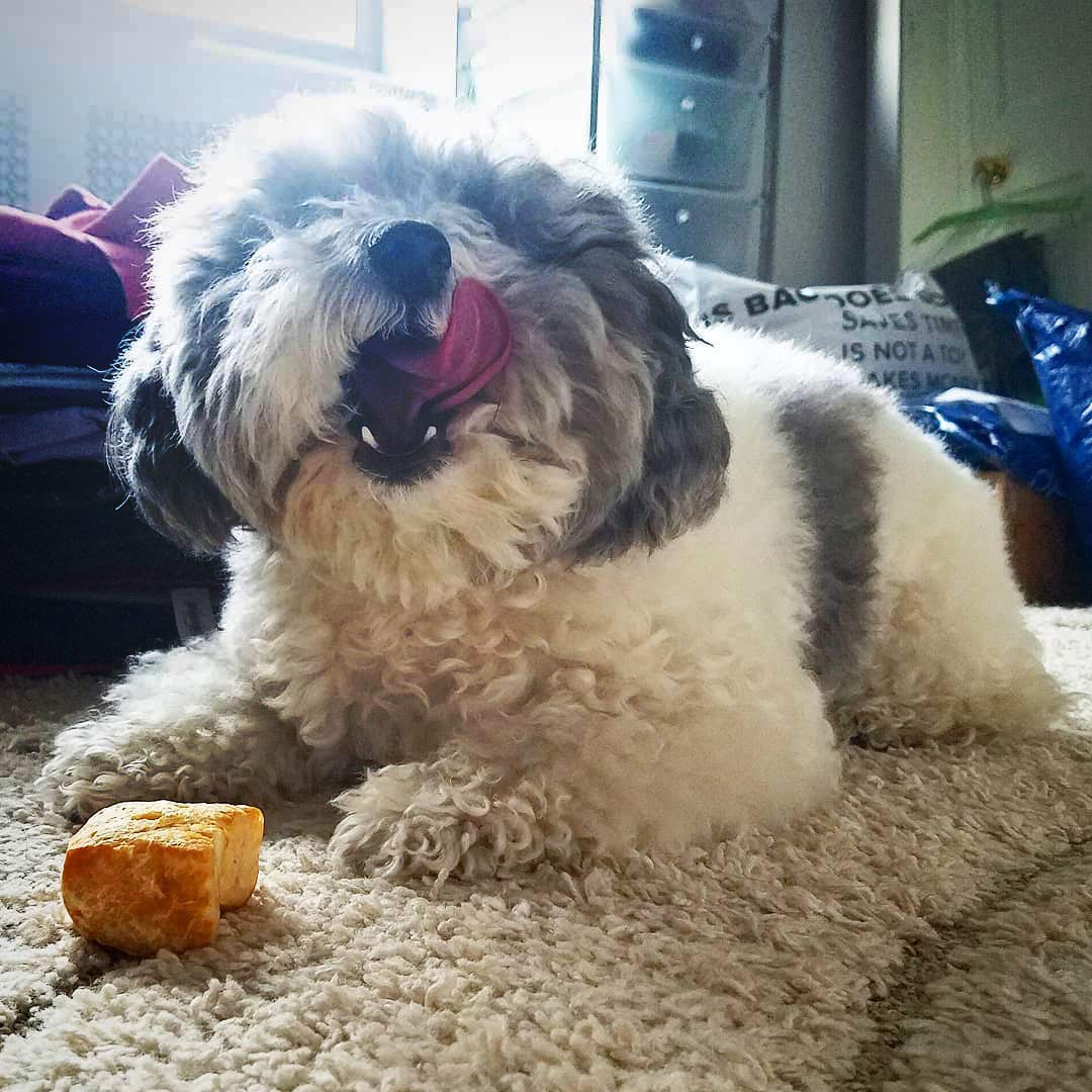 Yeti Refill Nuggets for Puff and Play Dog Toys - Natural Himalayan Yak Cheese Treats, Promotes Dental Health, Suitable for All D