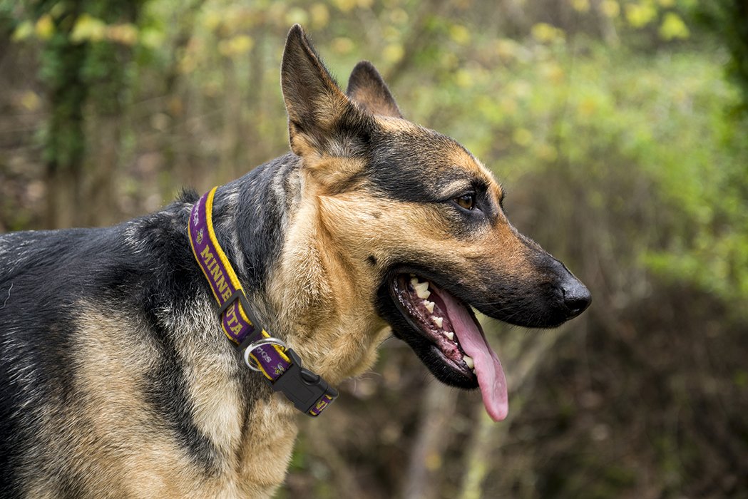 Pets First NFL Minnesota Twins Licensed PET COLLAR, Small - Heavy-Duty, Strong, and Durable Dog Collar. Available in 31 Football