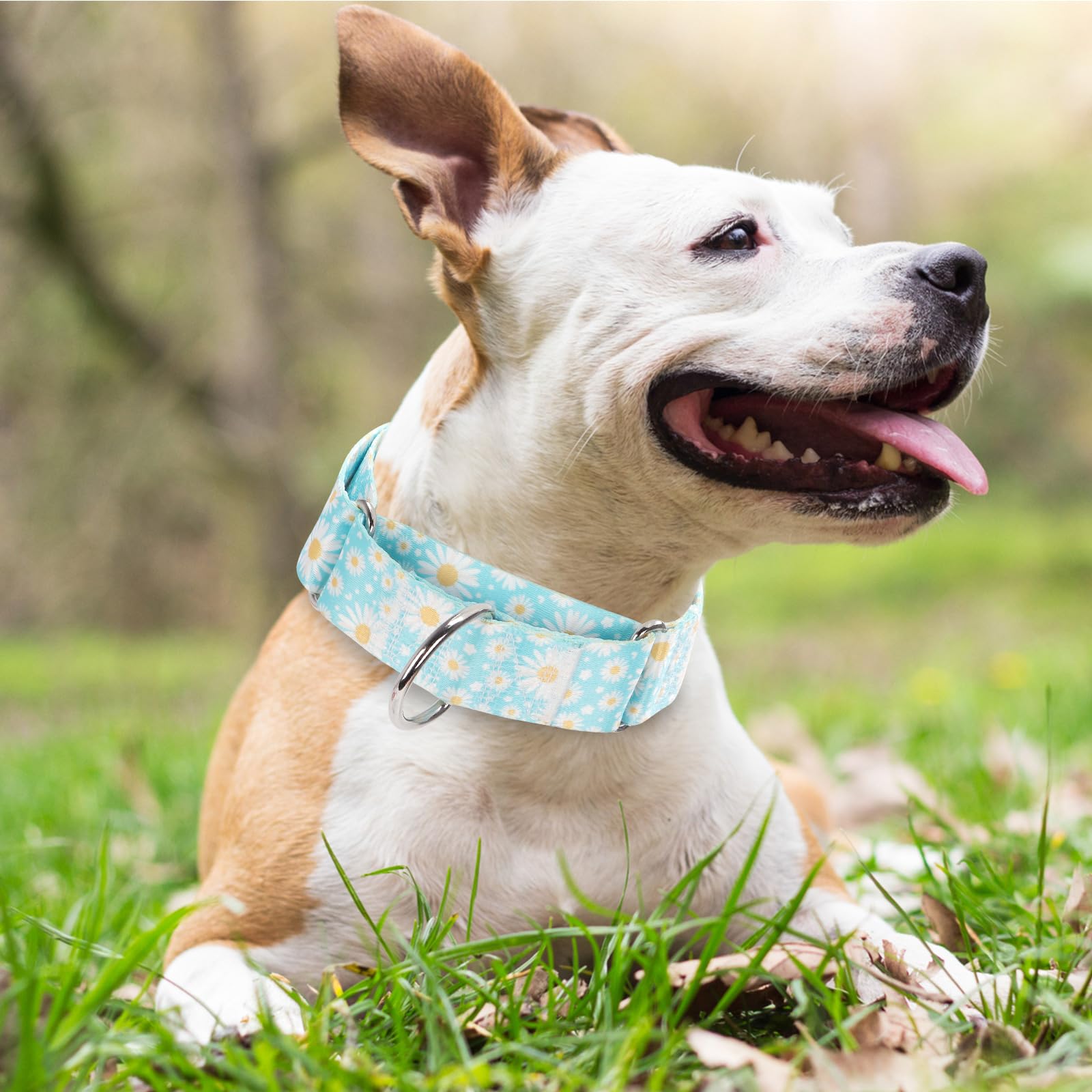 1.5 Inch Martingale Dog Collar - No Pull Nylon Training Collar For Medium, Large & Xl Dogs | Heavy Duty Adjustable Choke-Free Co
