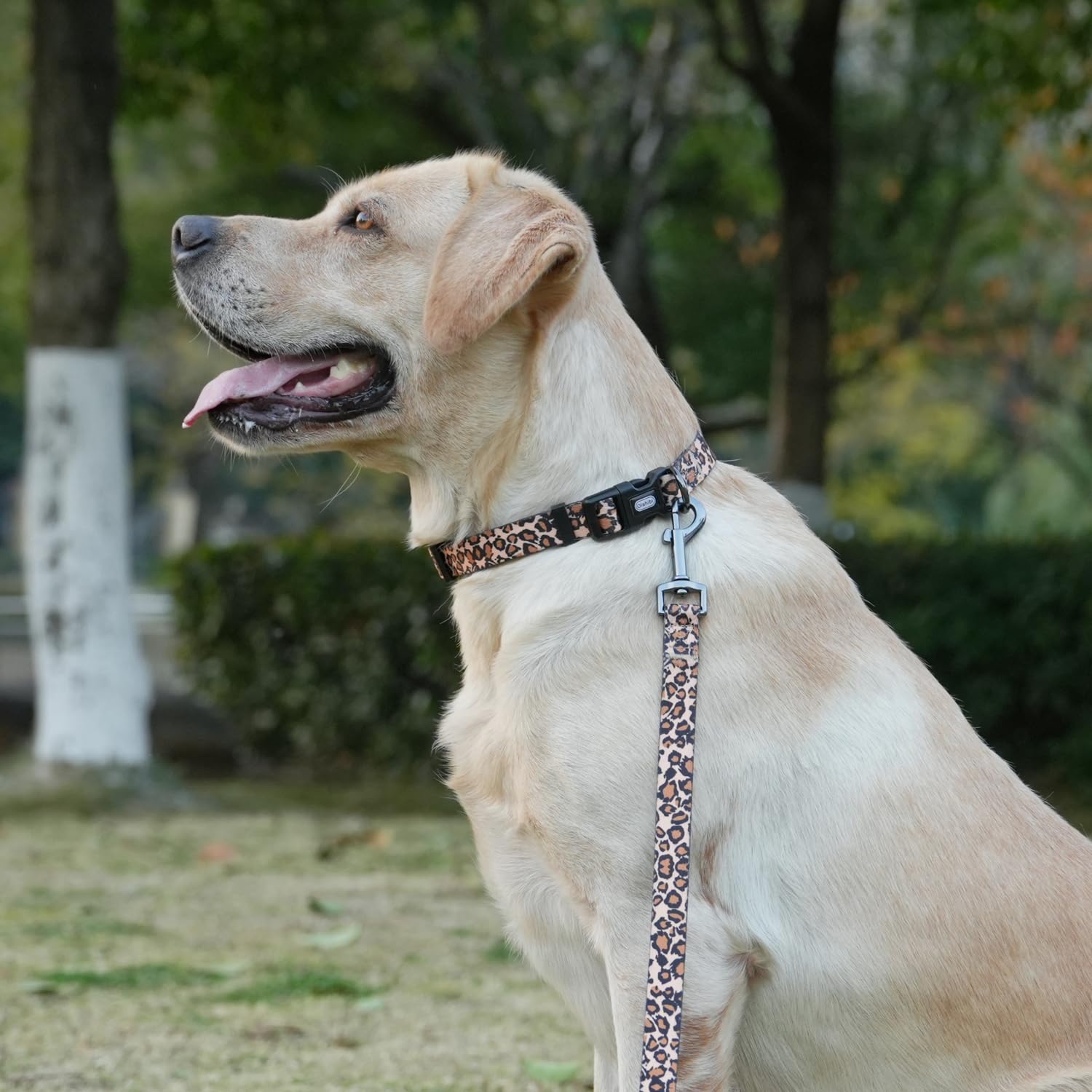 Olahibi Dog Collar Leash Set, Leopard Pattern, Polyester Material, Adjustable Collar And 5Ft Matching Leash, For Large Dogs.(L,