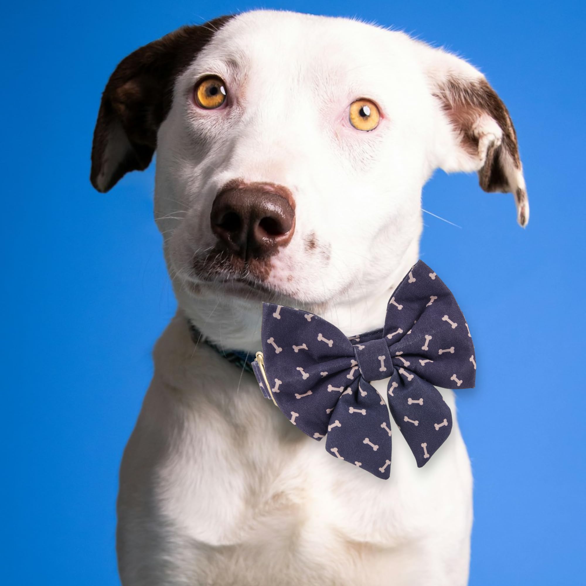 Wagging Tail Adjustable Lady Bow Tie And Collar For Small To Large Dogs, Puppy Collar With Bowtie - Comfort Soft Cotton (Navy Do